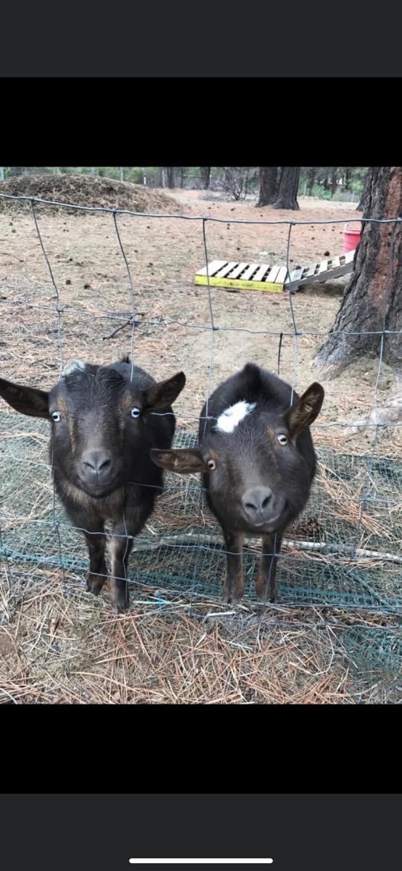 Deschutes RiverWoods - Residential