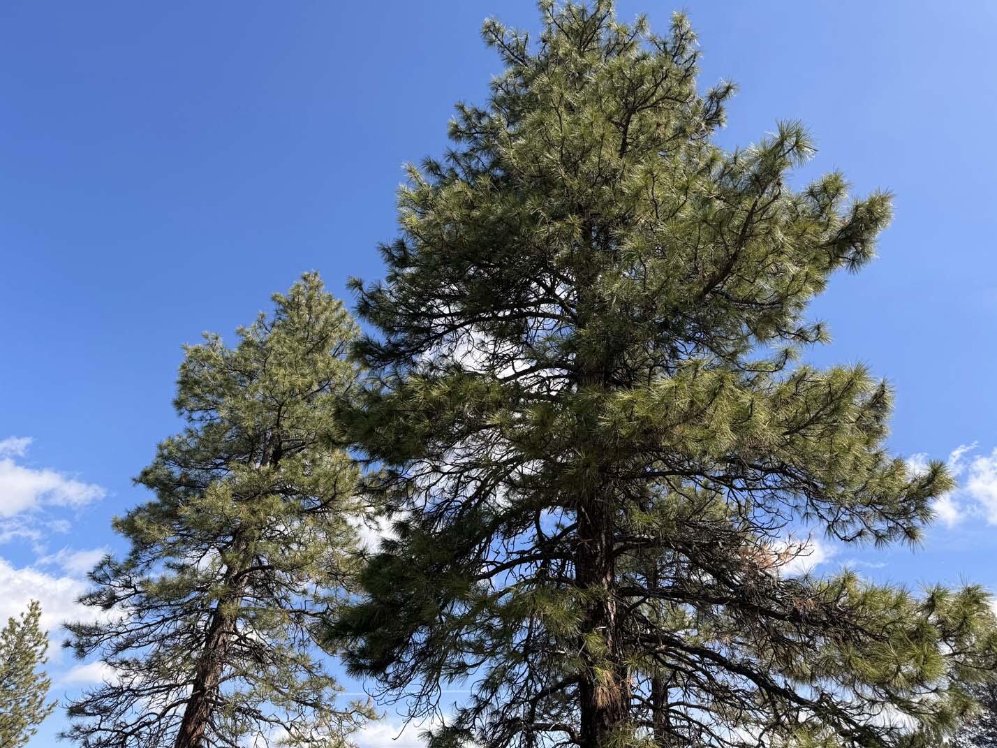 Sprague River Valley Acres - Land