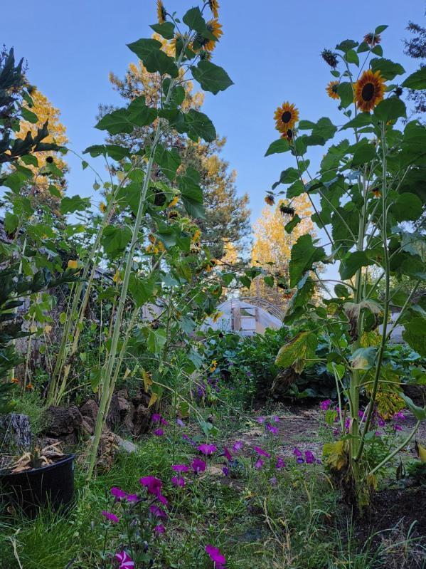 Deschutes RiverWoods - Residential