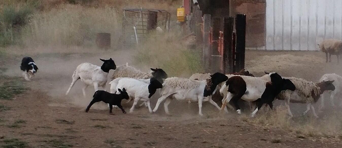 Sprague River - Residential