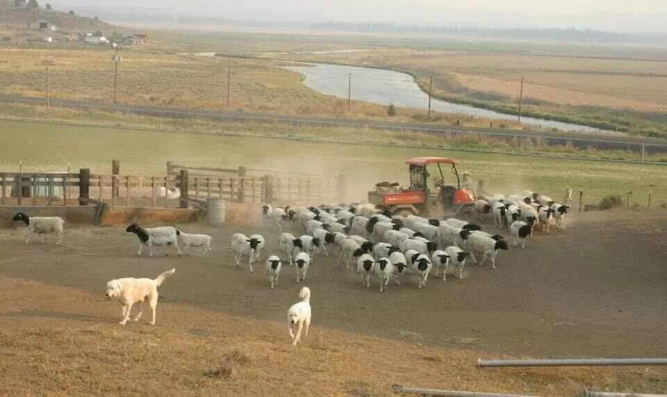 Sprague River - Residential