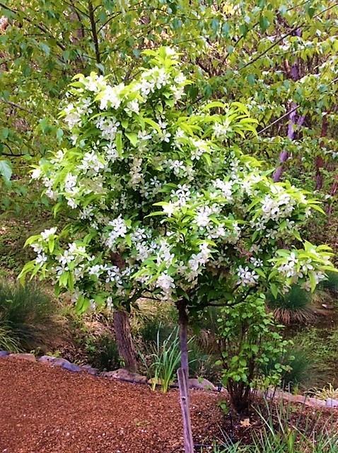 Meadow Wood - Residential