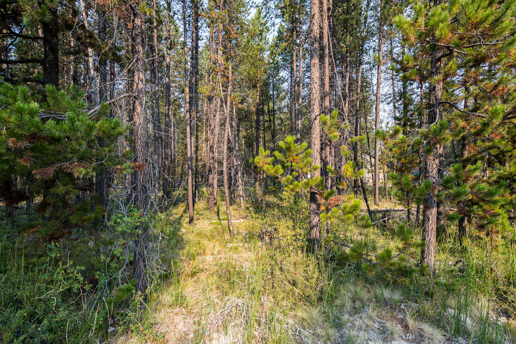 Deschutes River Recreation Homesites - Land