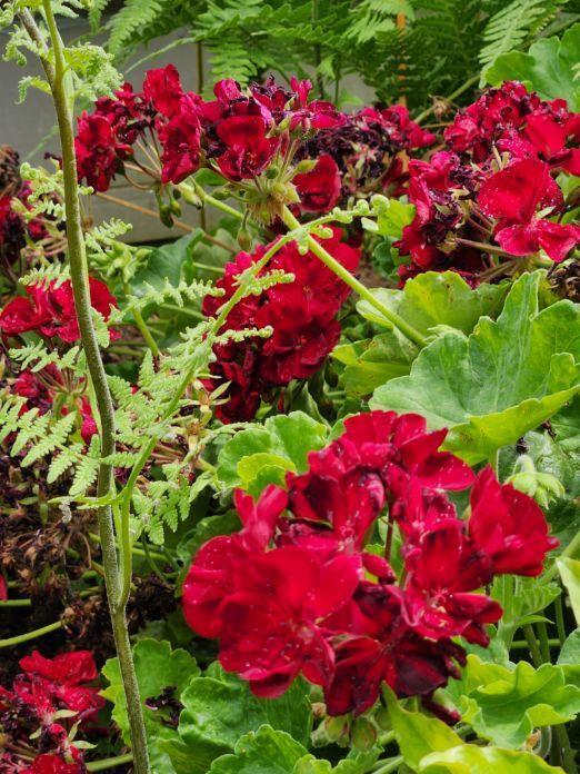 Cl+D Ranch Tracts - Residential