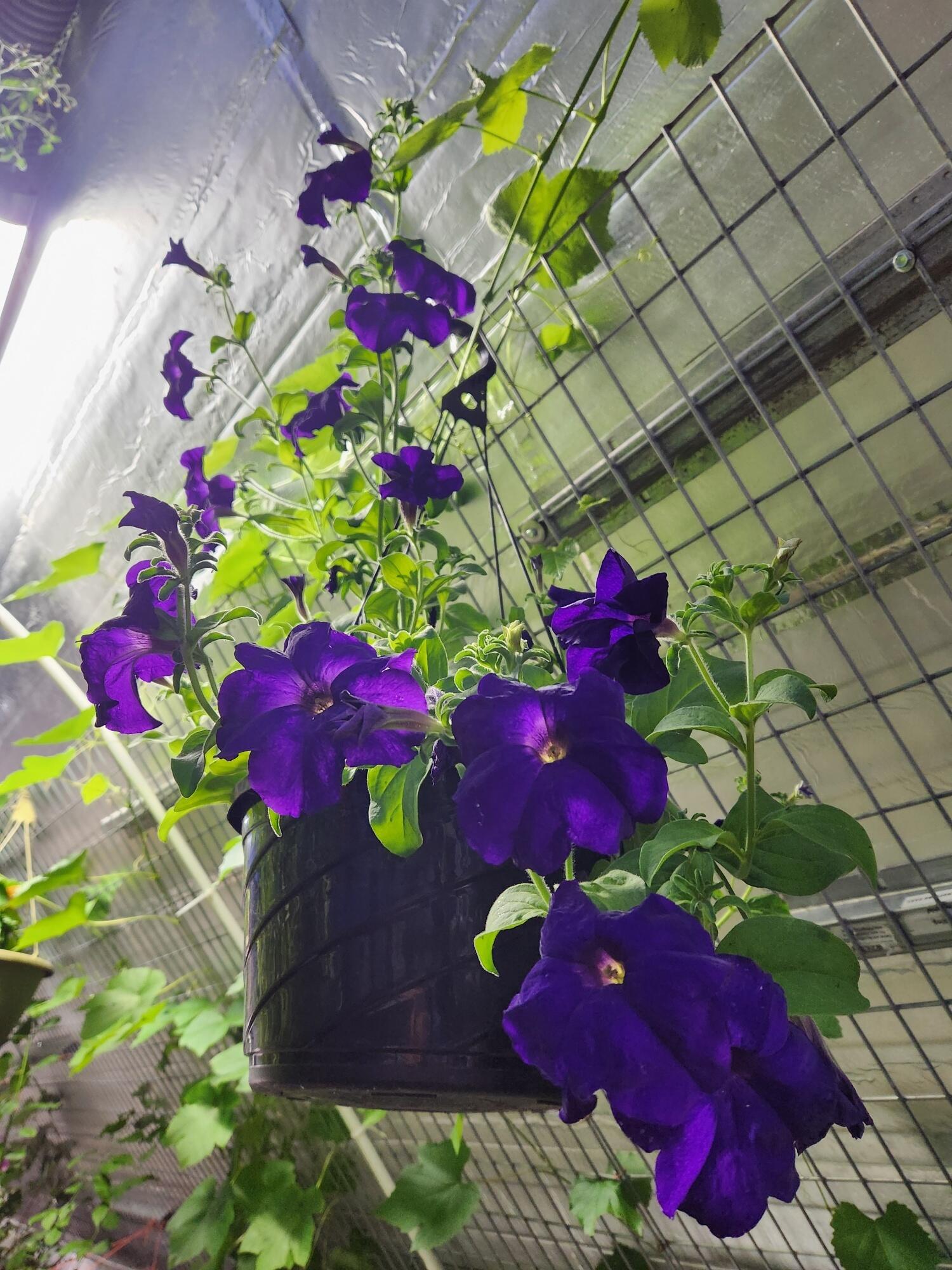 Cl+D Ranch Tracts - Residential