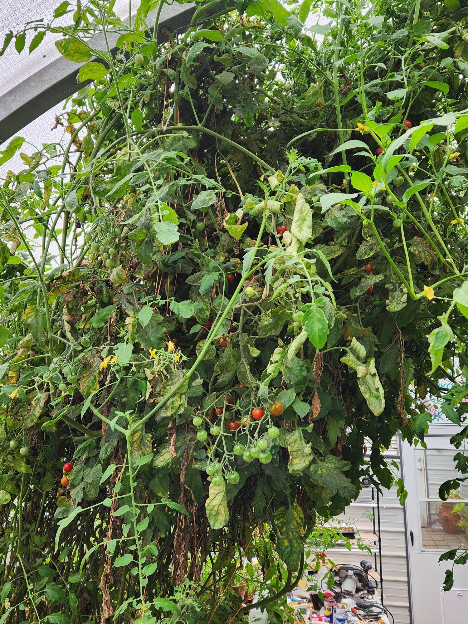 Cl+D Ranch Tracts - Residential