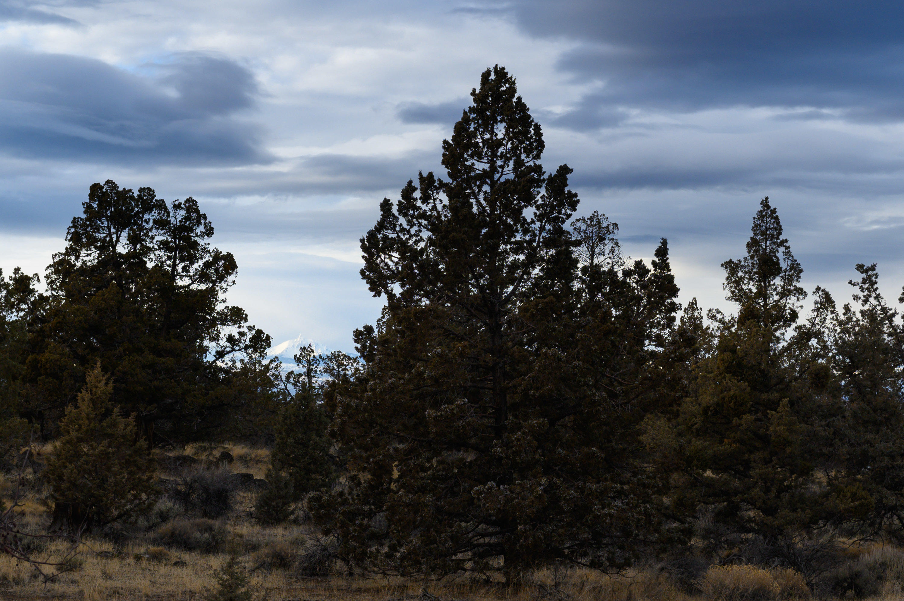 Whispering Pines - Residential