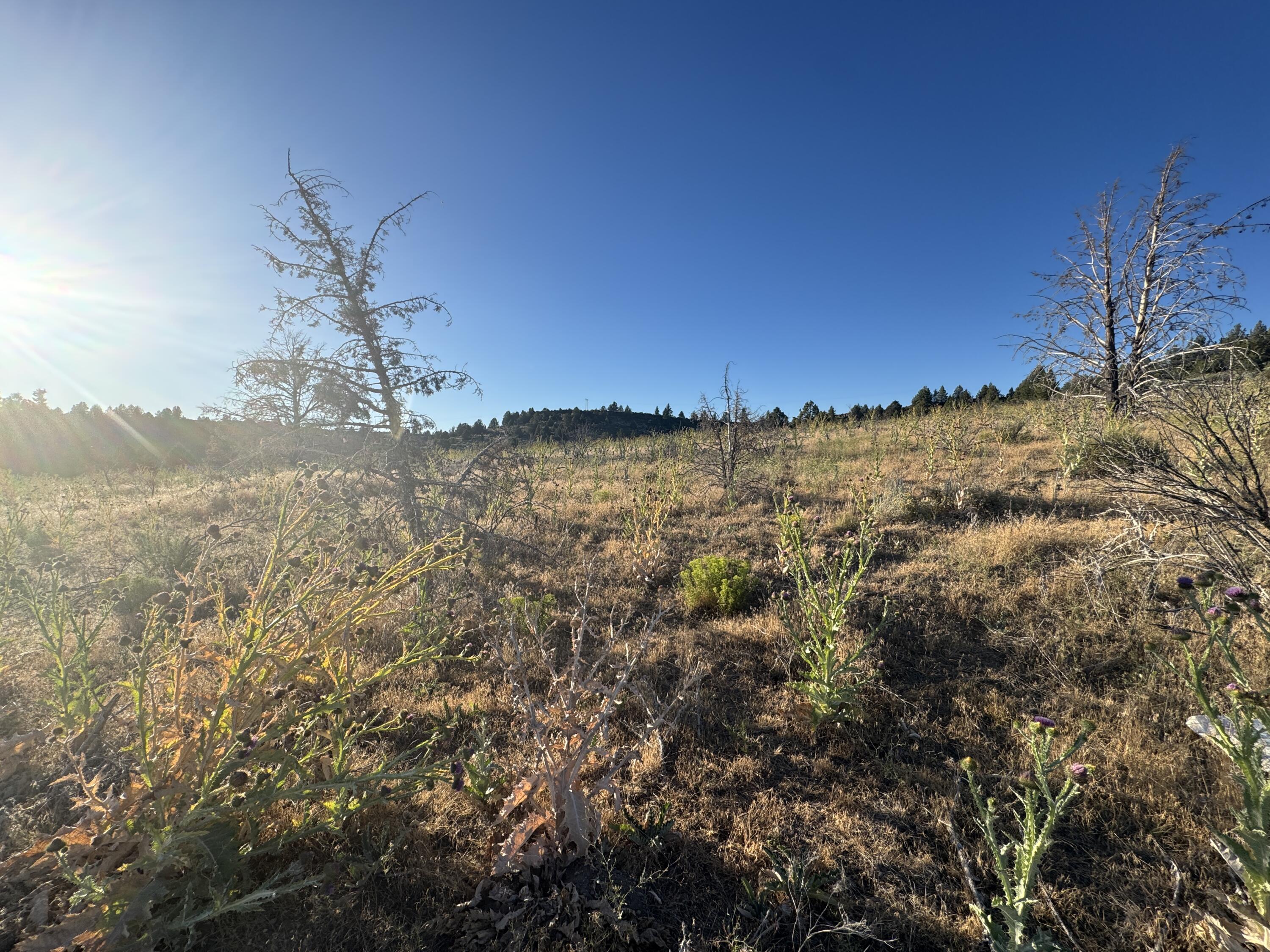 Nimrod River Park - Land
