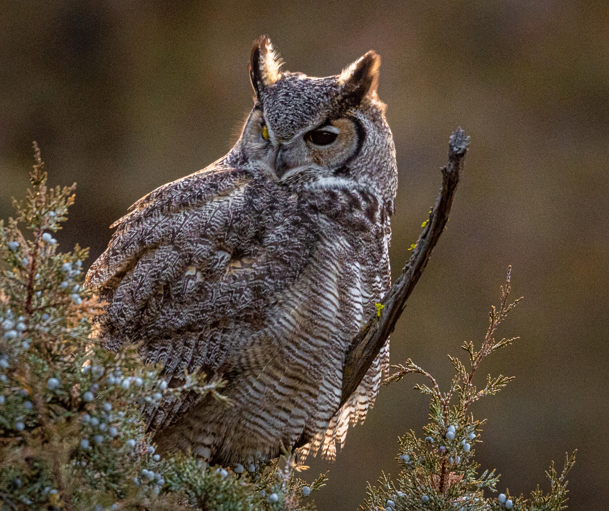 Brasada Ranch - Residential