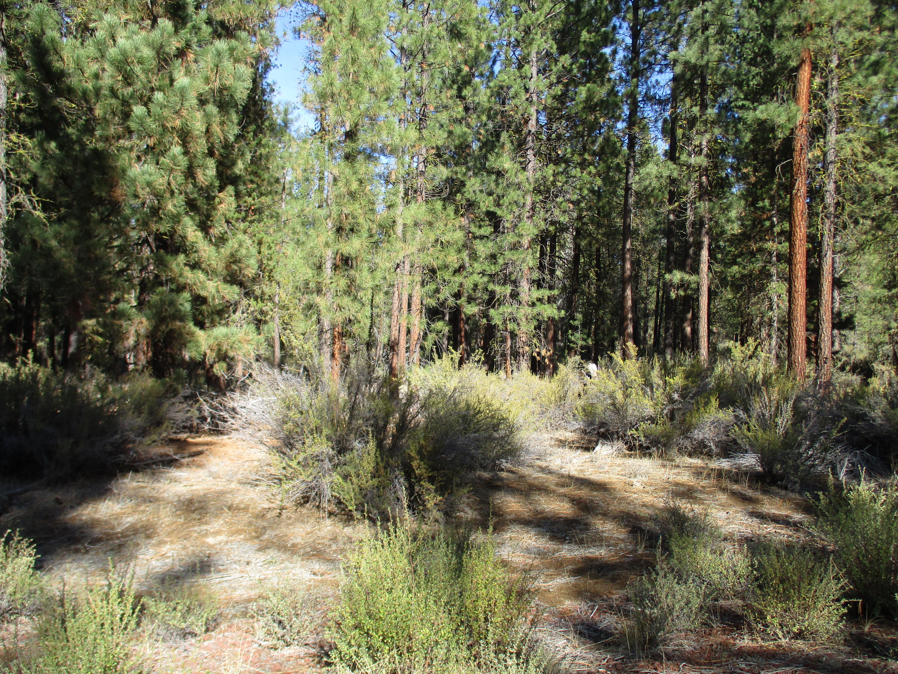 Sprague River Pines - Land