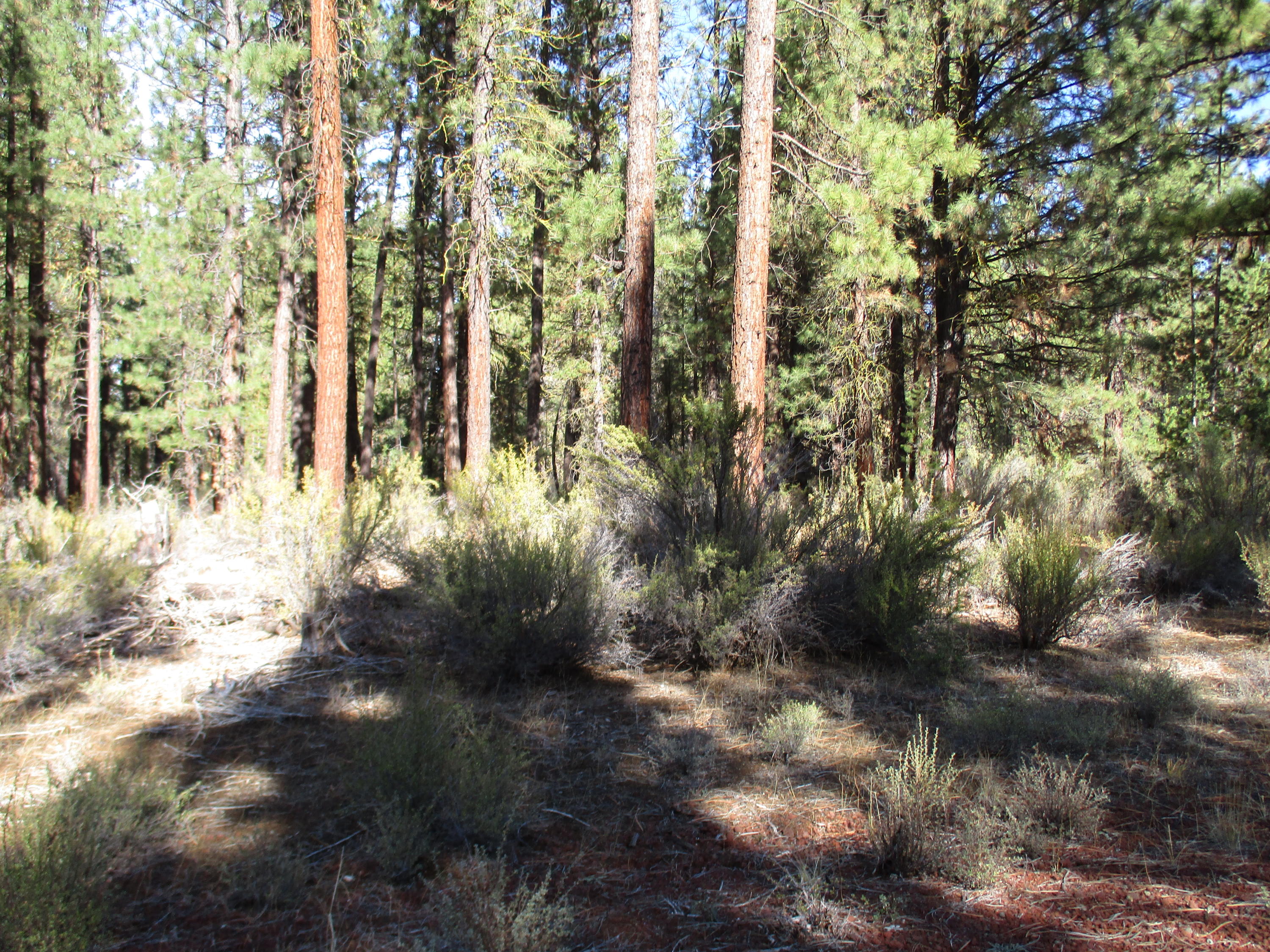 Sprague River Pines - Land