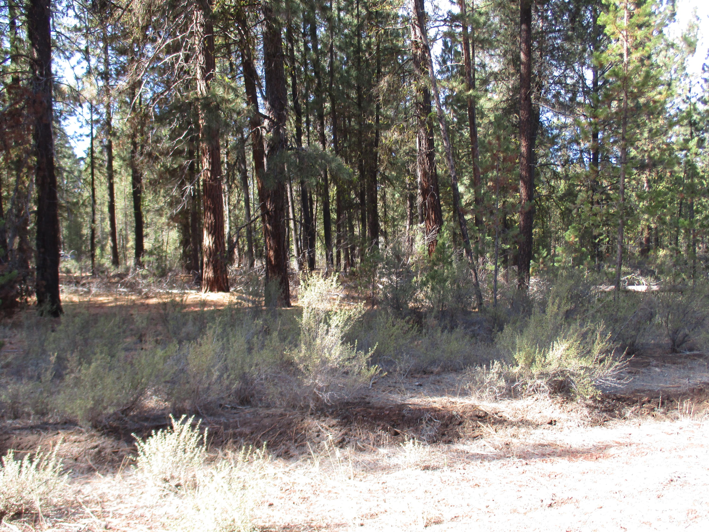 Sprague River Pines - Land