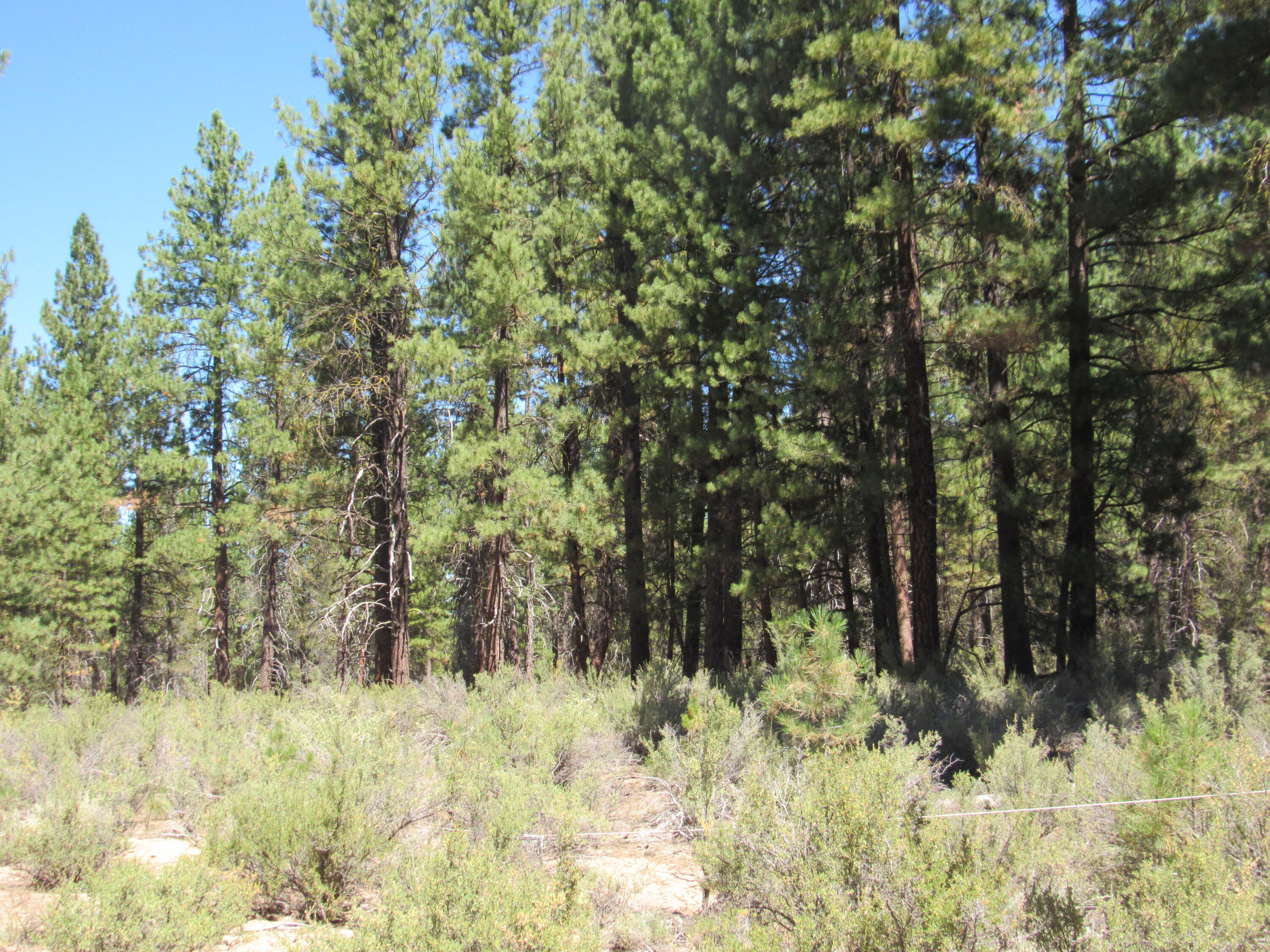 Woodland Park - Land