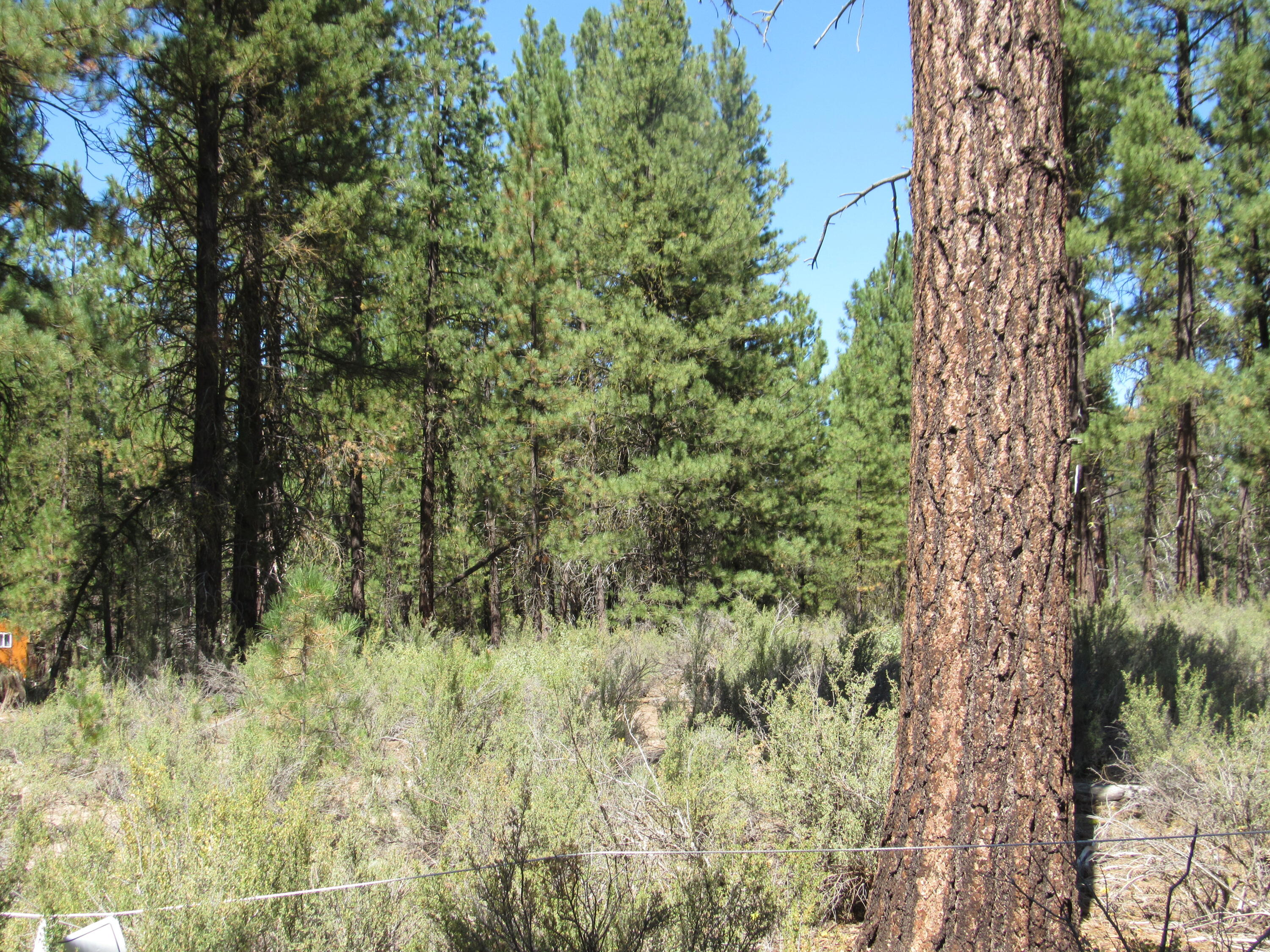 Woodland Park - Land