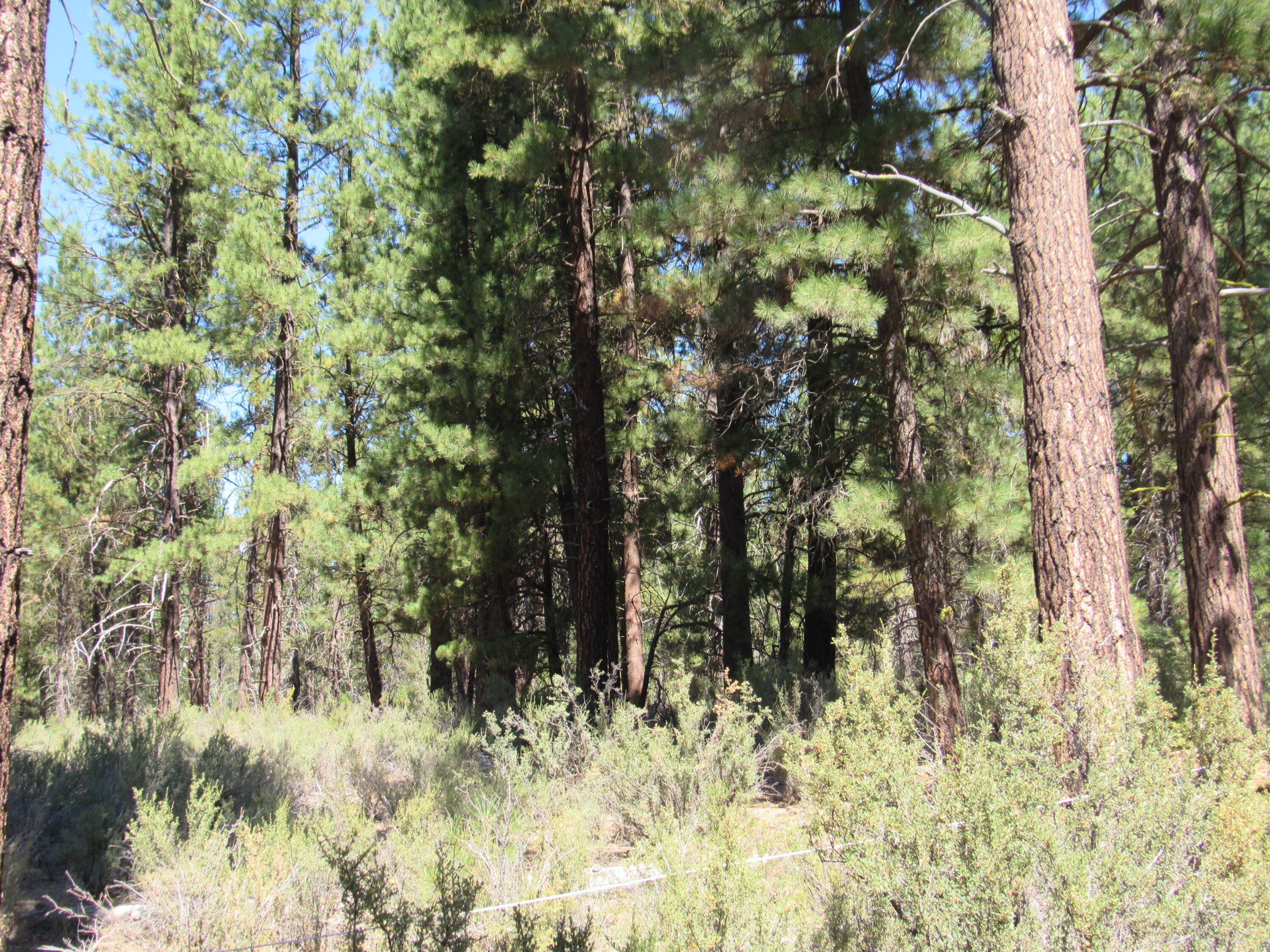 Woodland Park - Land