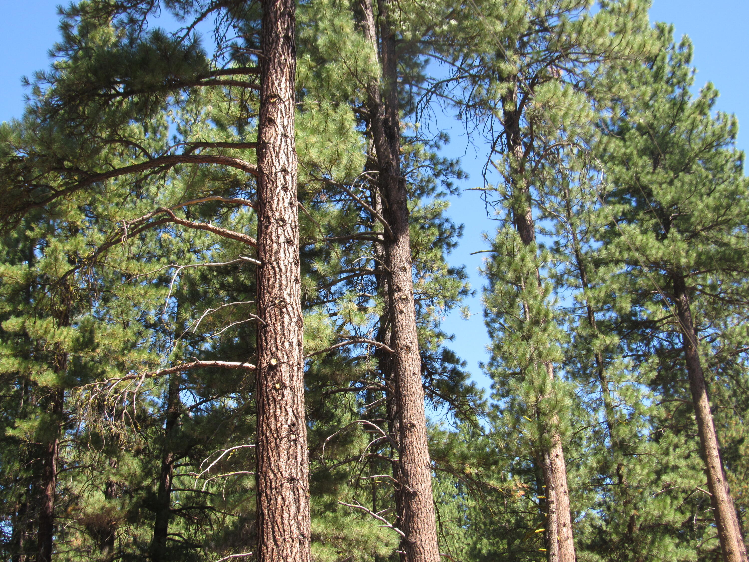 Woodland Park - Land