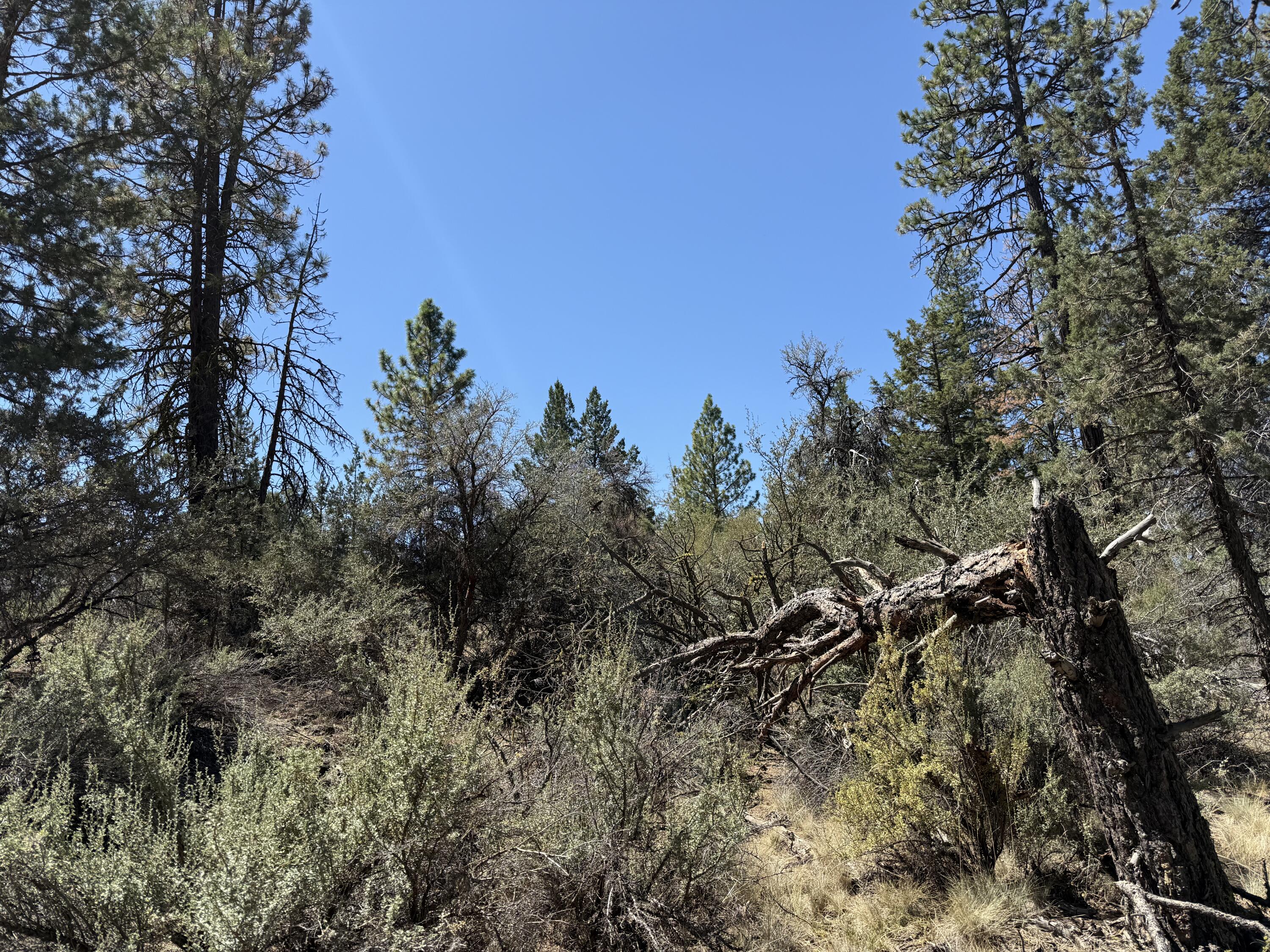 Klamath Falls Forest Estates Hwy 66 Unit Plat 4 - Land