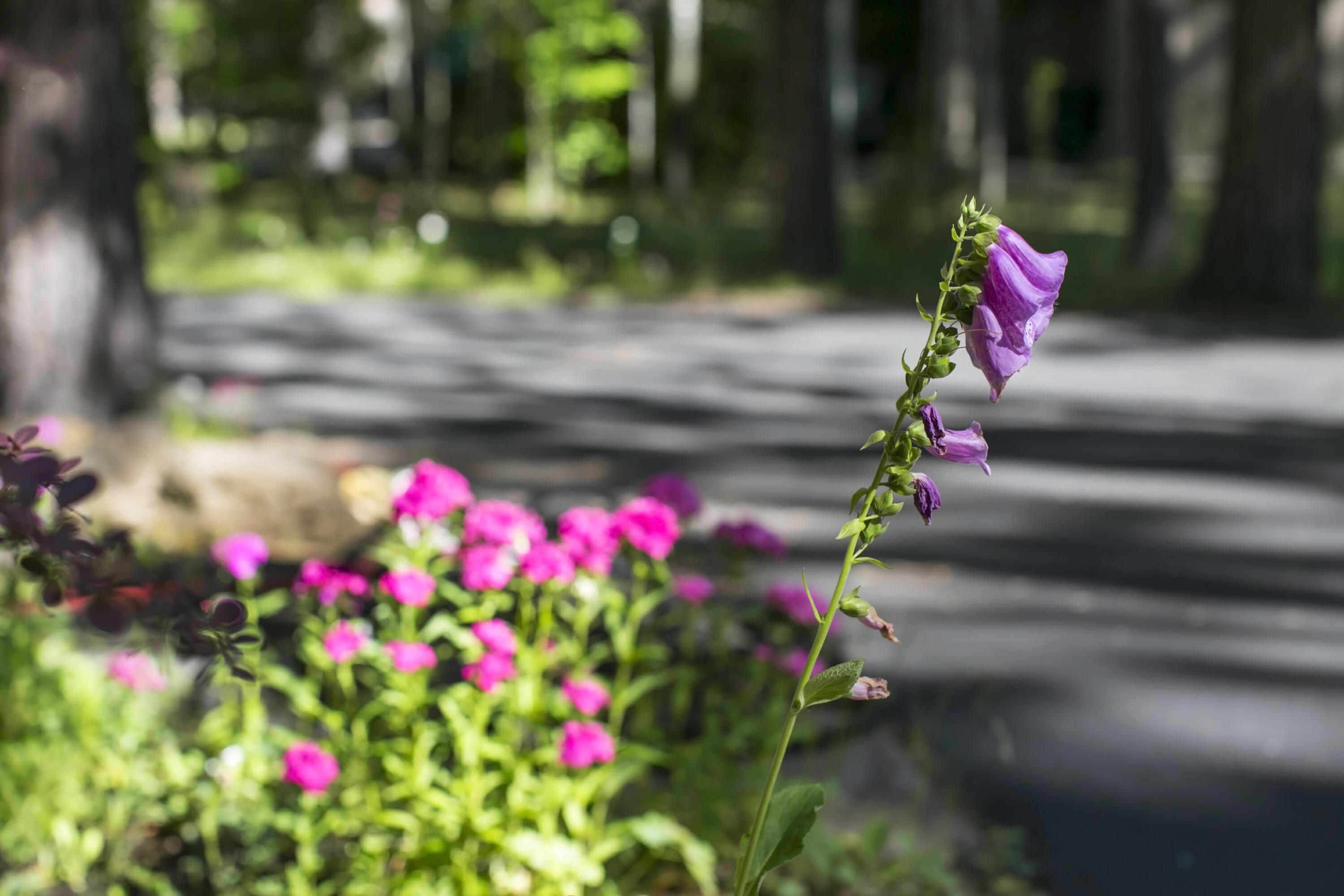 Rock Ridge - Residential