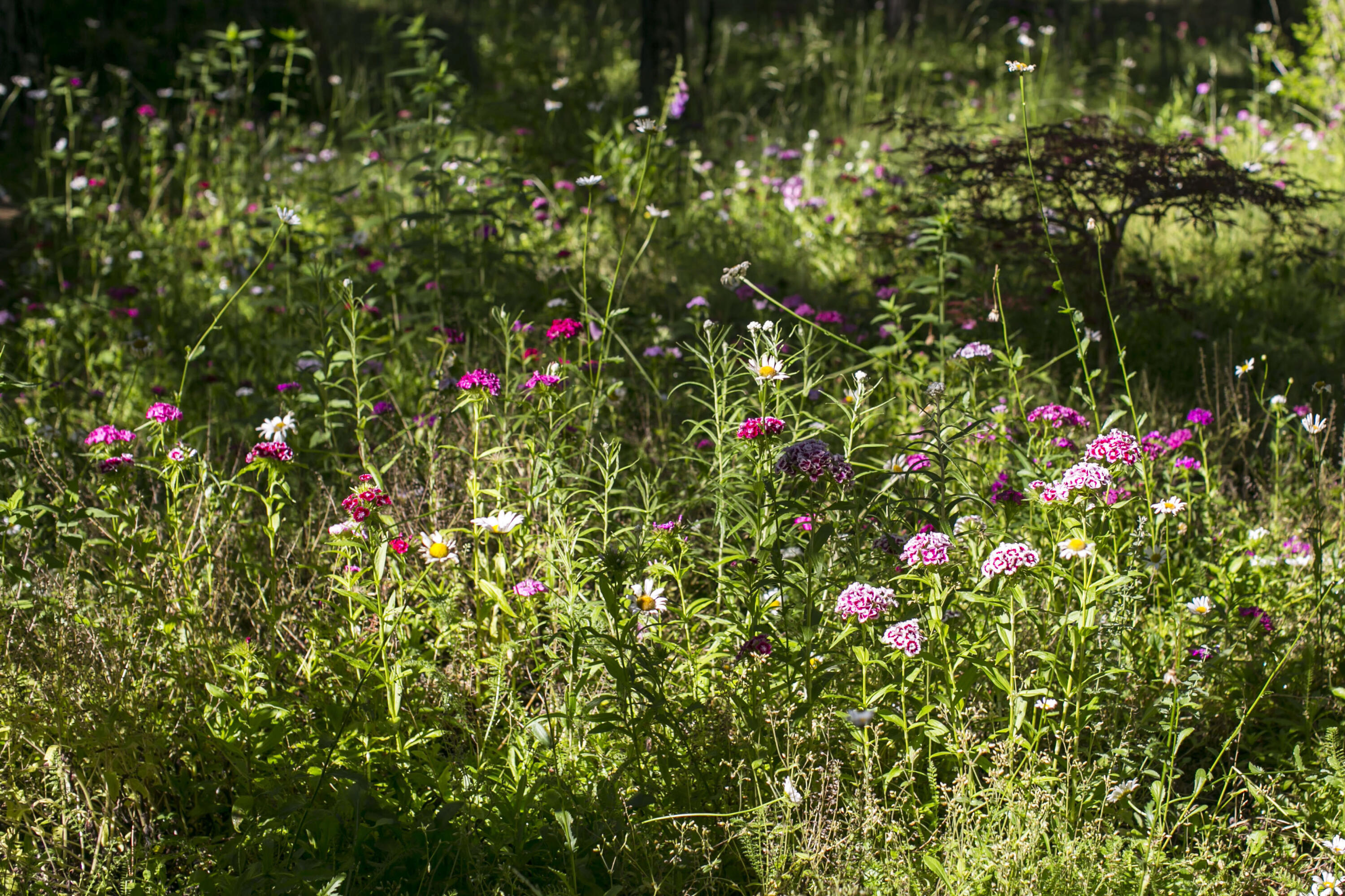 Rock Ridge - Residential