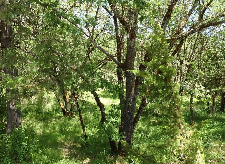 Smaller lot with an excellent location. Multiple building sites; sand filter septic approval; trees; District 7 Schools. A site towards the back of the property should yield nice long-range view and a fair amount of privacy. Existing utility building could be improved to a two-stall barn or shop/storage unit.