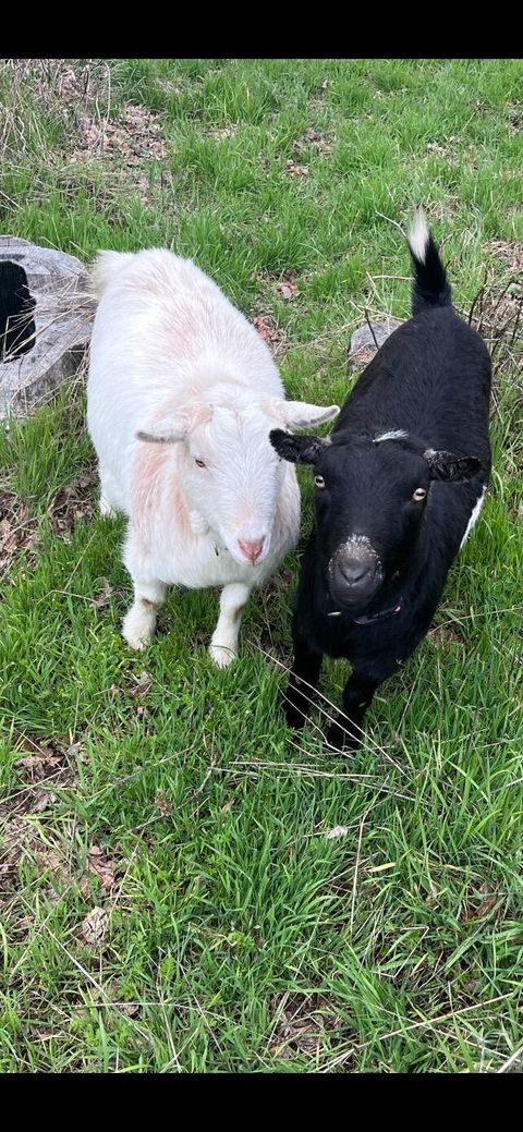 Tiny photo for 1360 Oxyoke Road, Grants Pass, OR 97526 (MLS # 220212645)