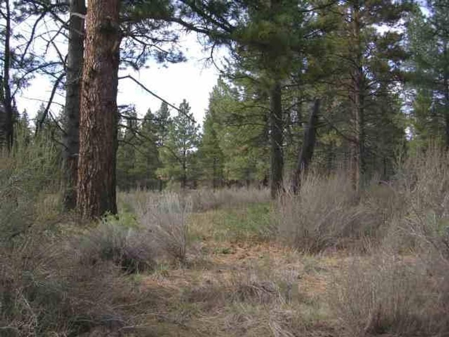 Nice Treed Lot With Power To The Front And Not Far From Pavement