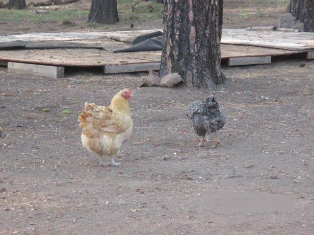 Bonanza - Residential