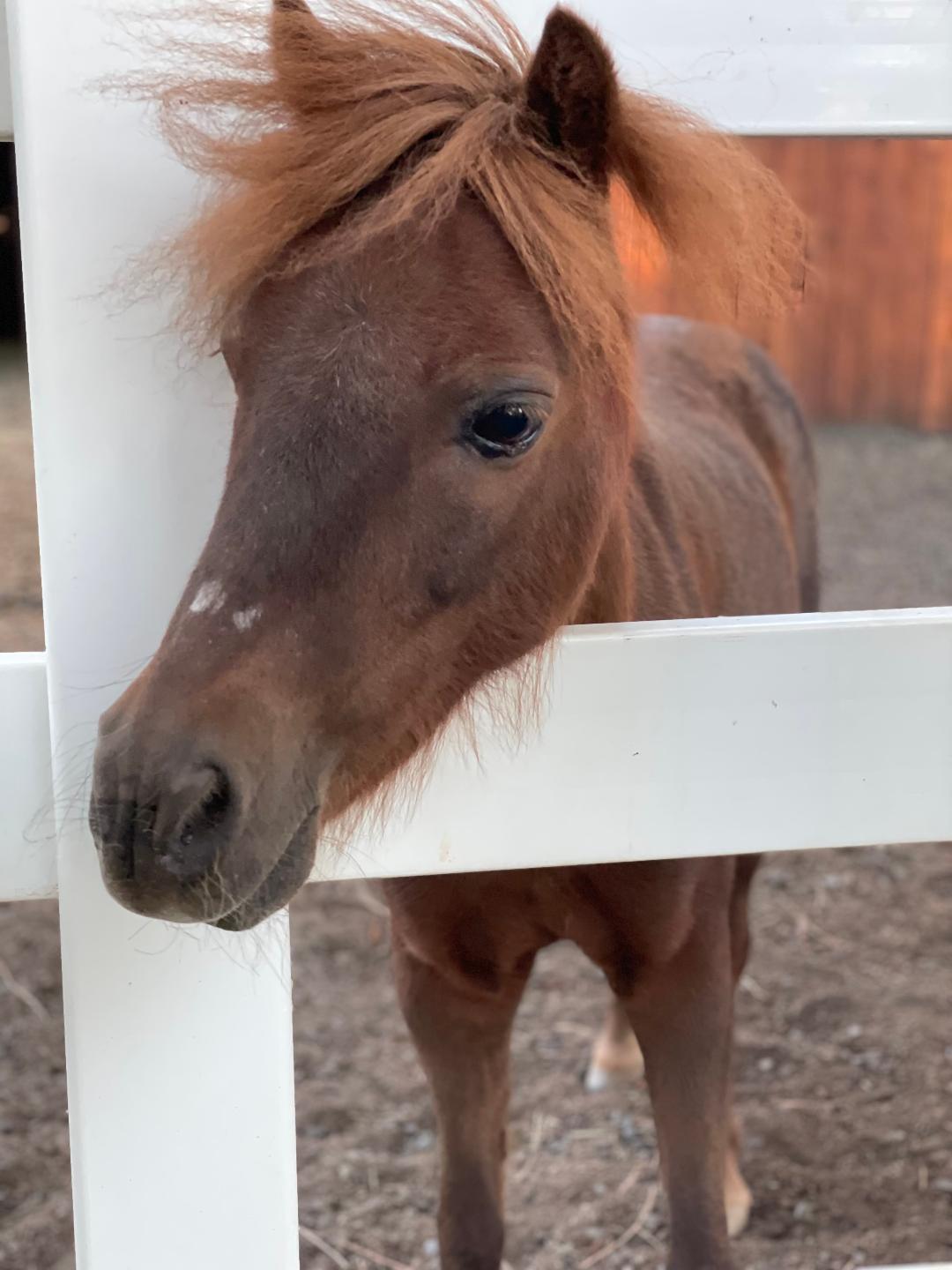 Indian Ford Meadows - Residential