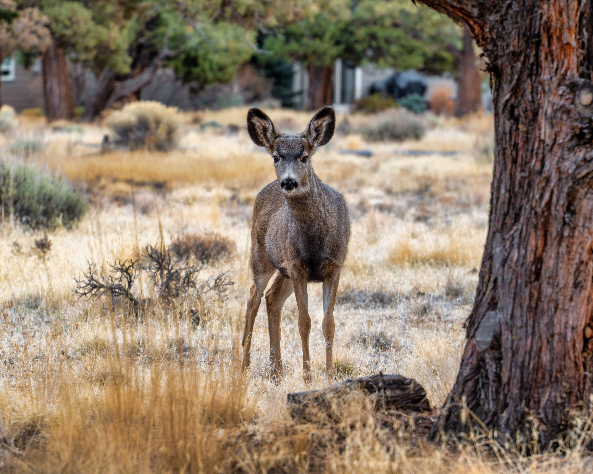 Eagle Crest - Residential