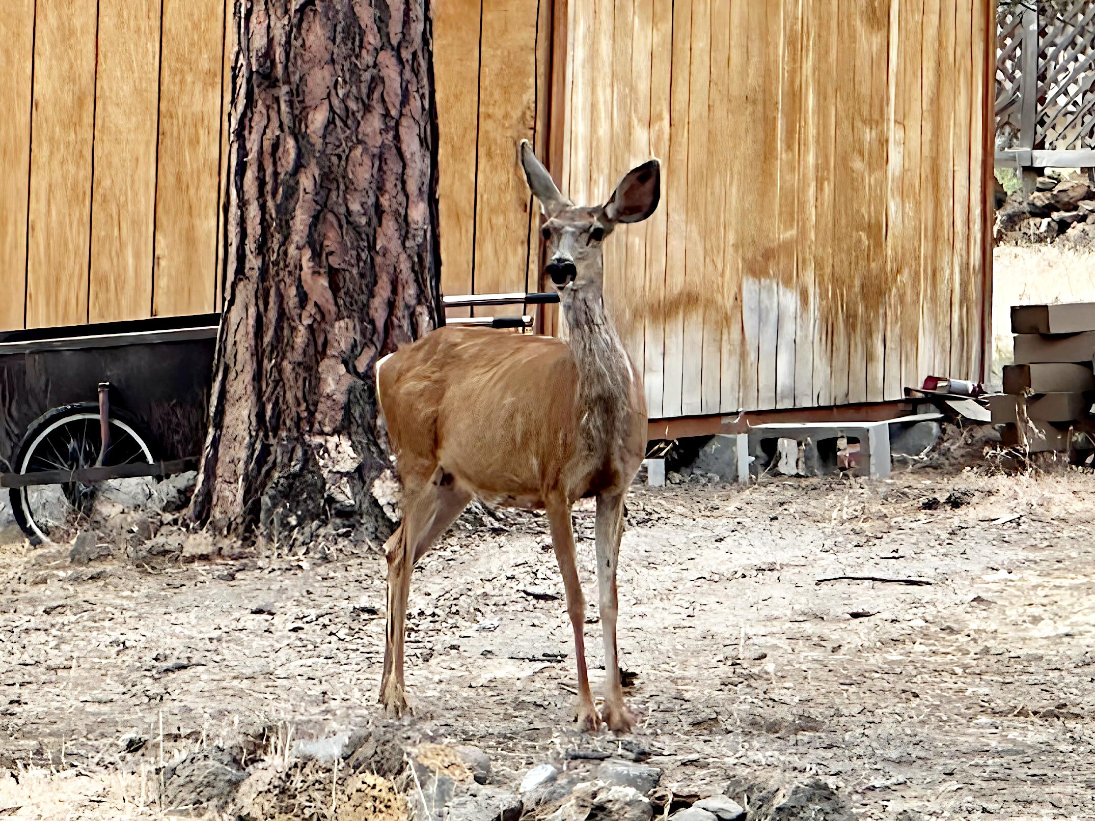 Romaine Village - Residential