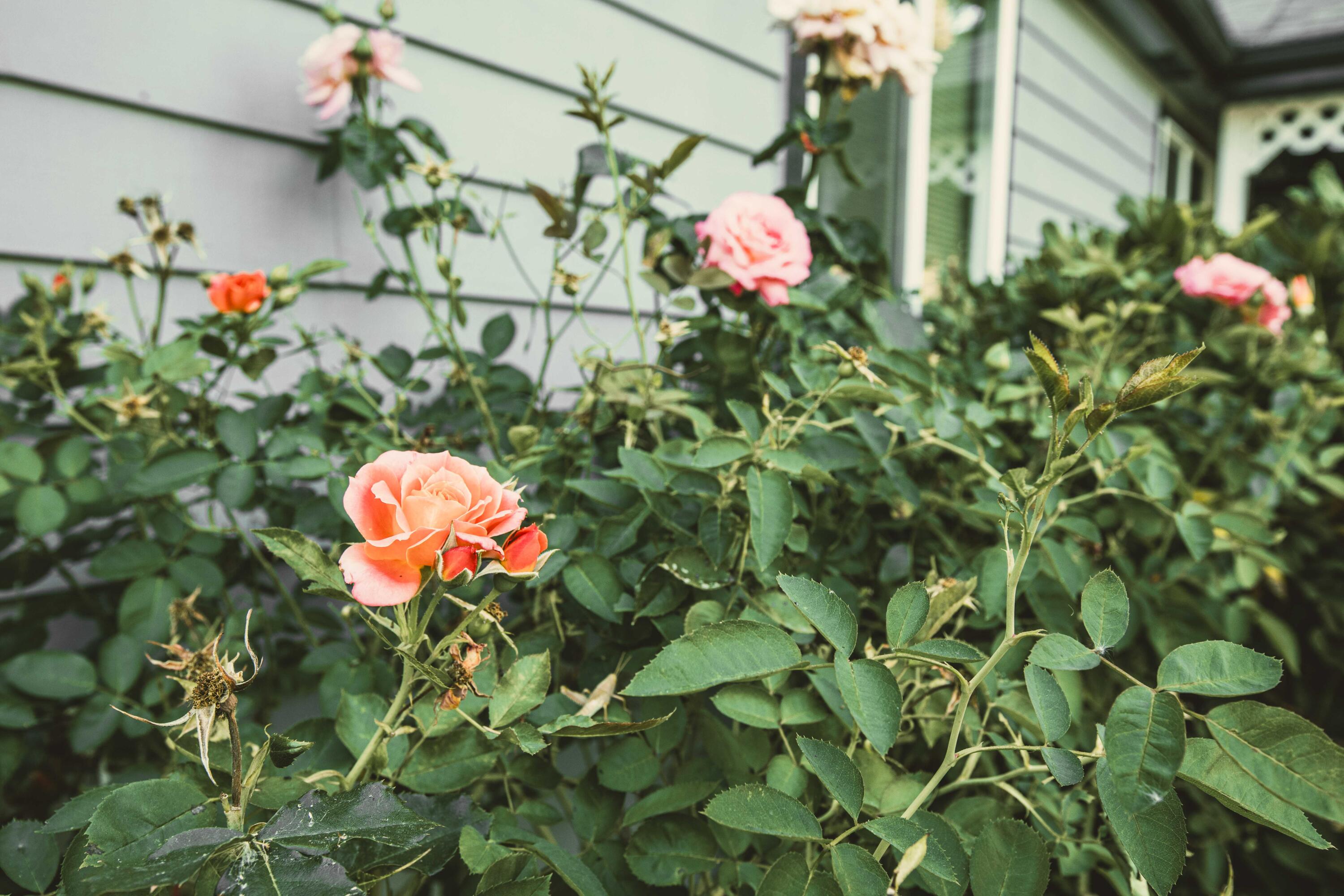 Allen Creek Estates - Residential