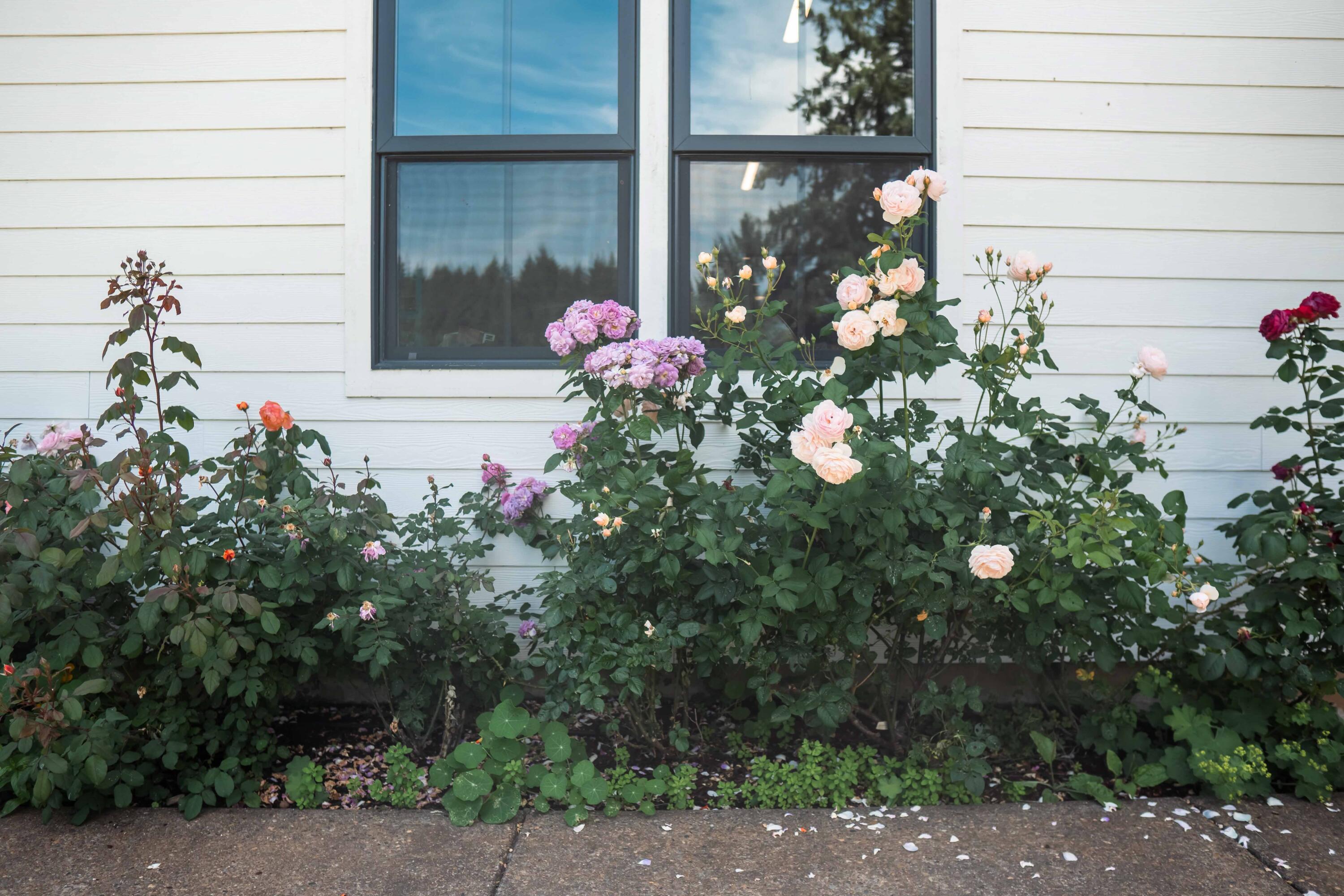 Linnhaven Orchard Company - Residential