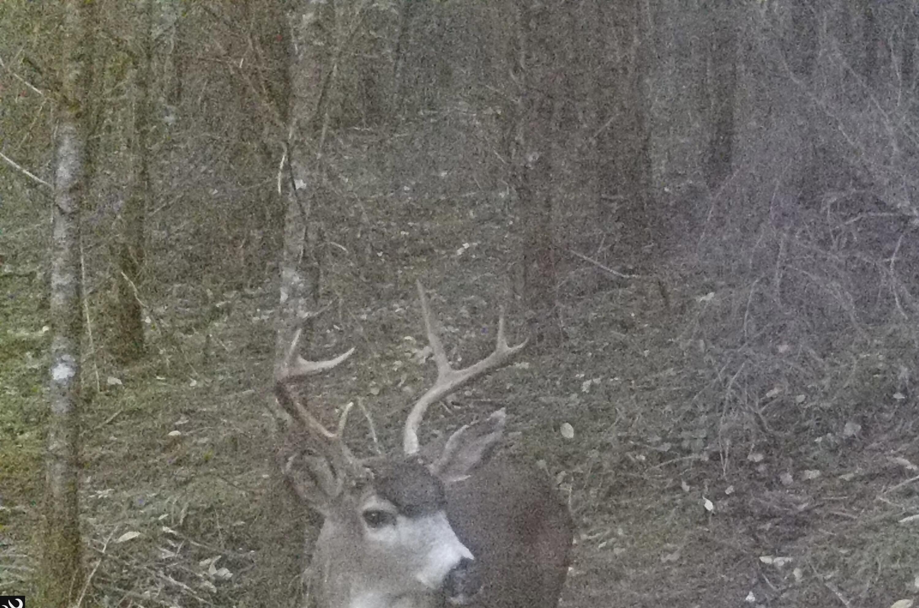 Linnhaven Orchard Company - Residential