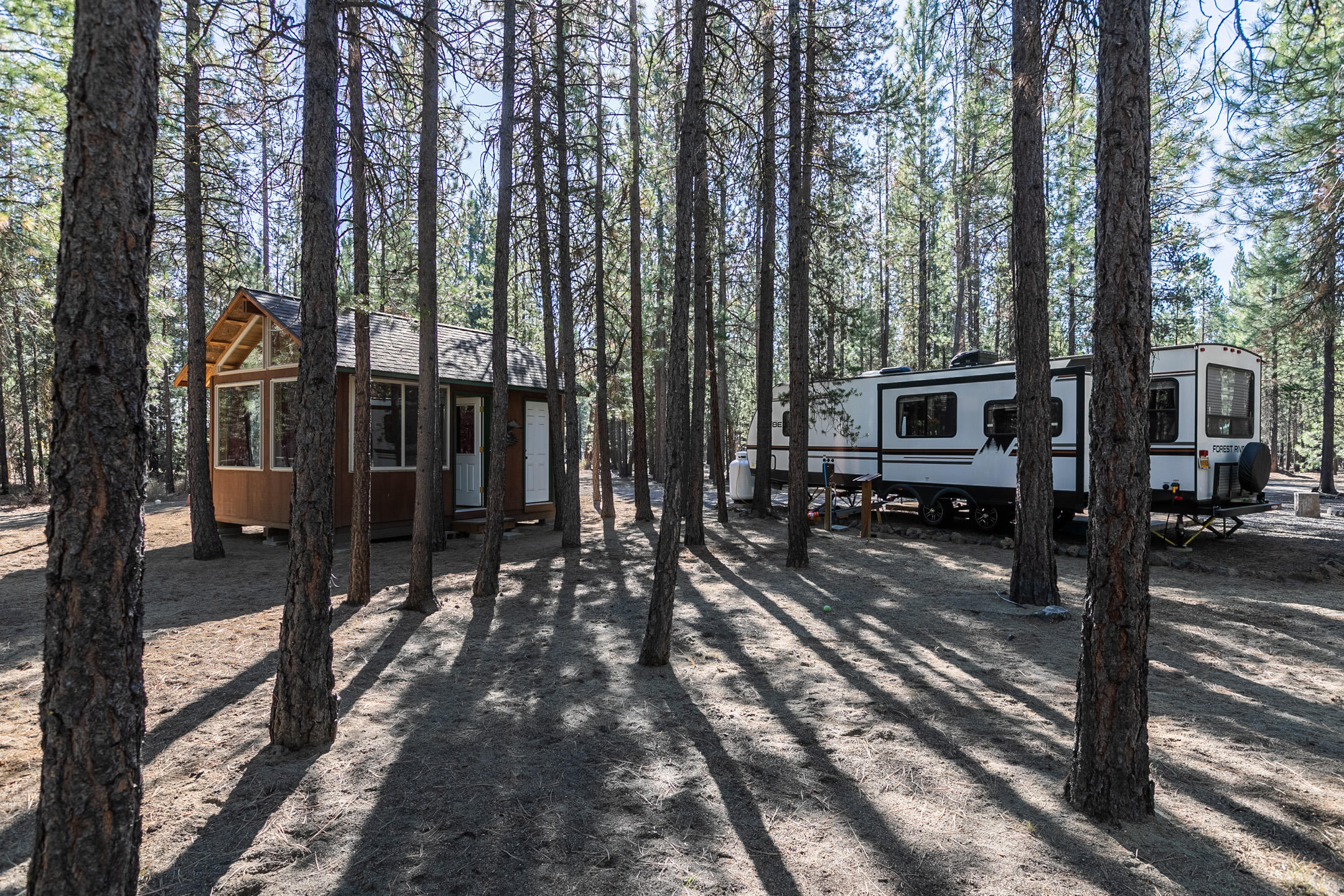 Ponderosa Pines - Land