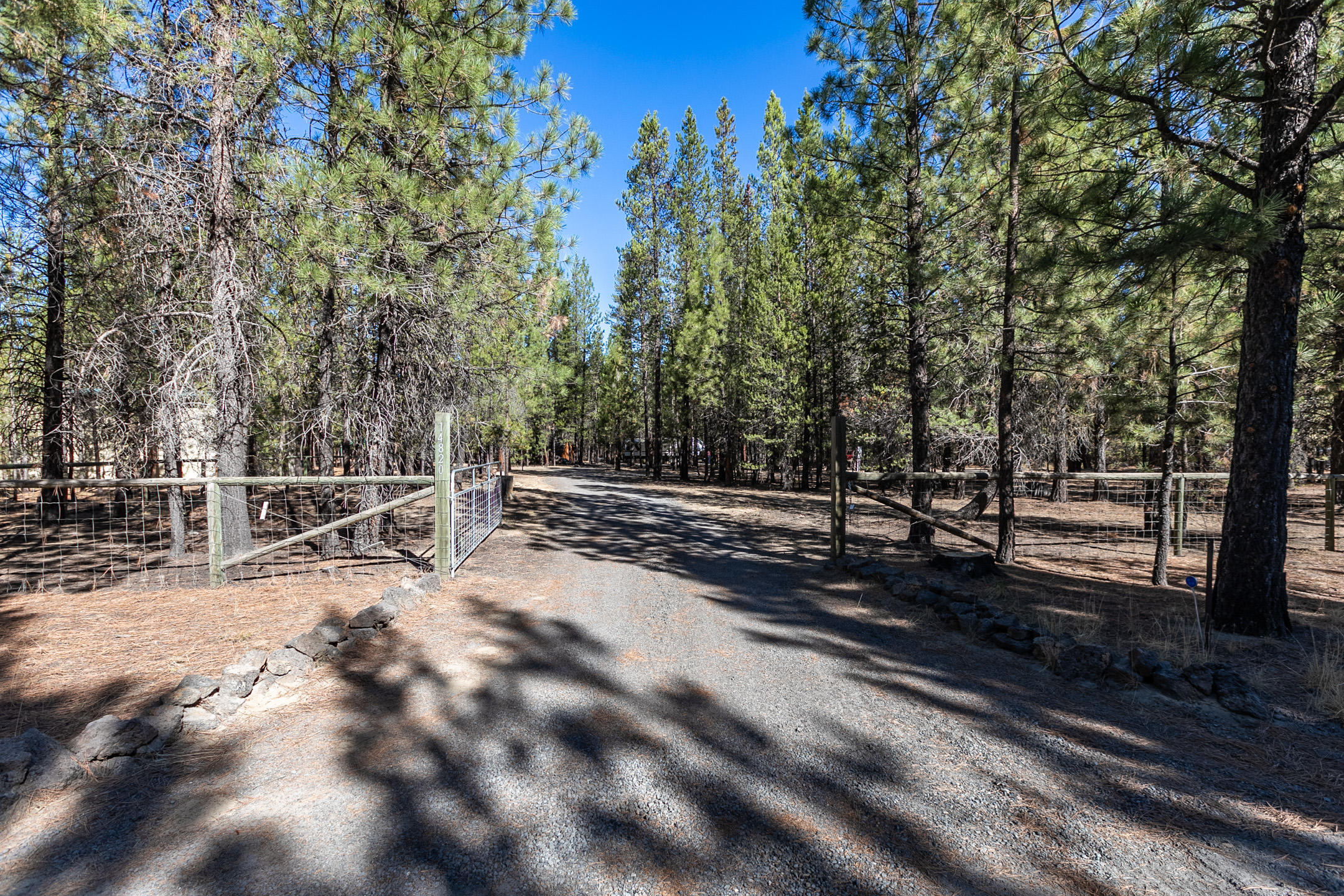 Ponderosa Pines - Land