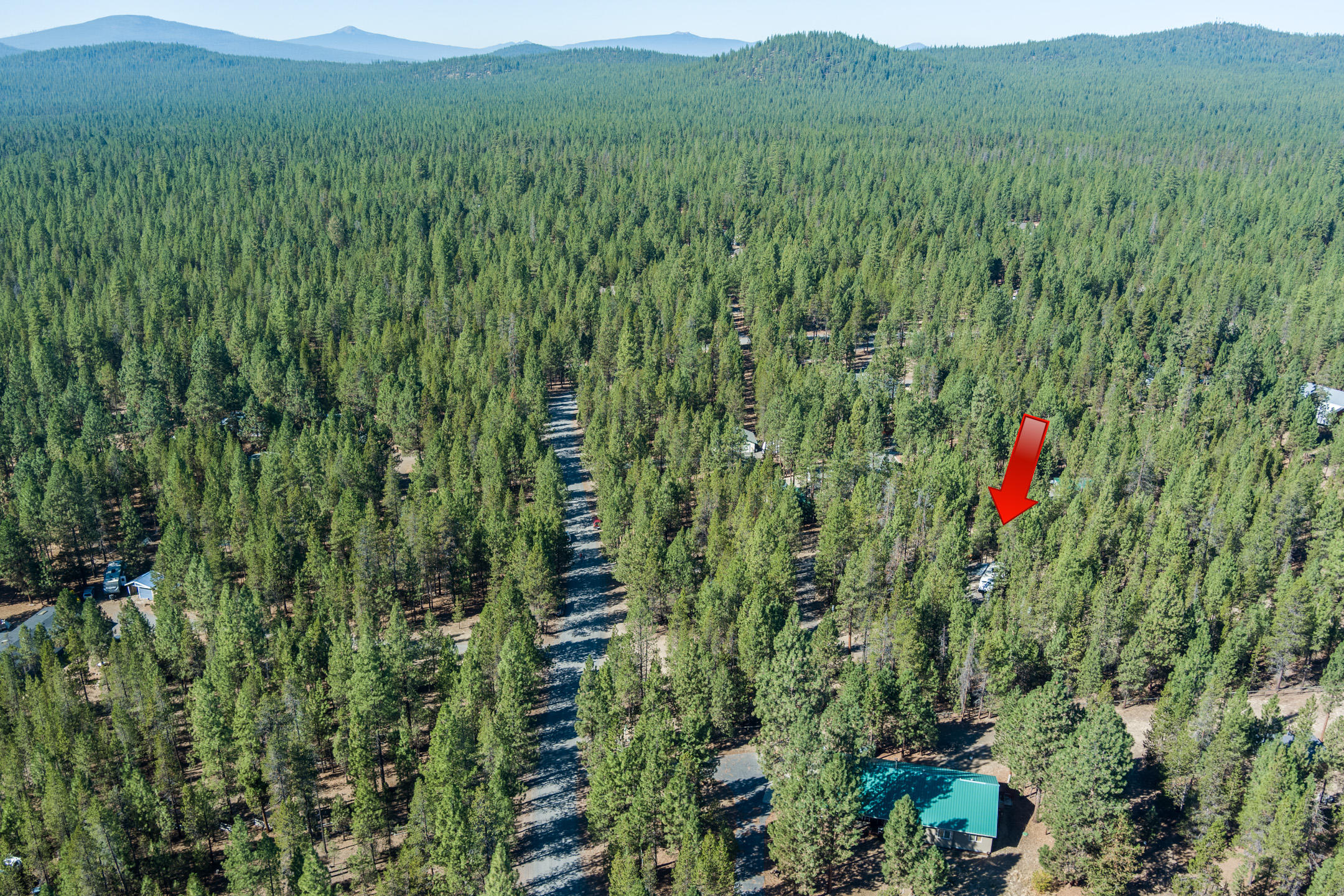 Ponderosa Pines - Land