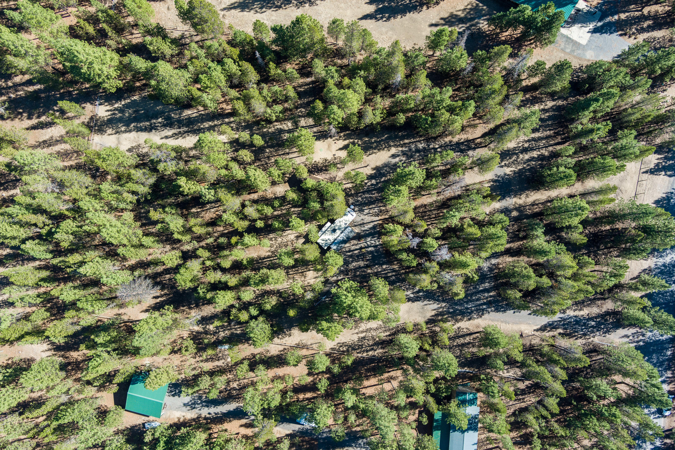 Ponderosa Pines - Land