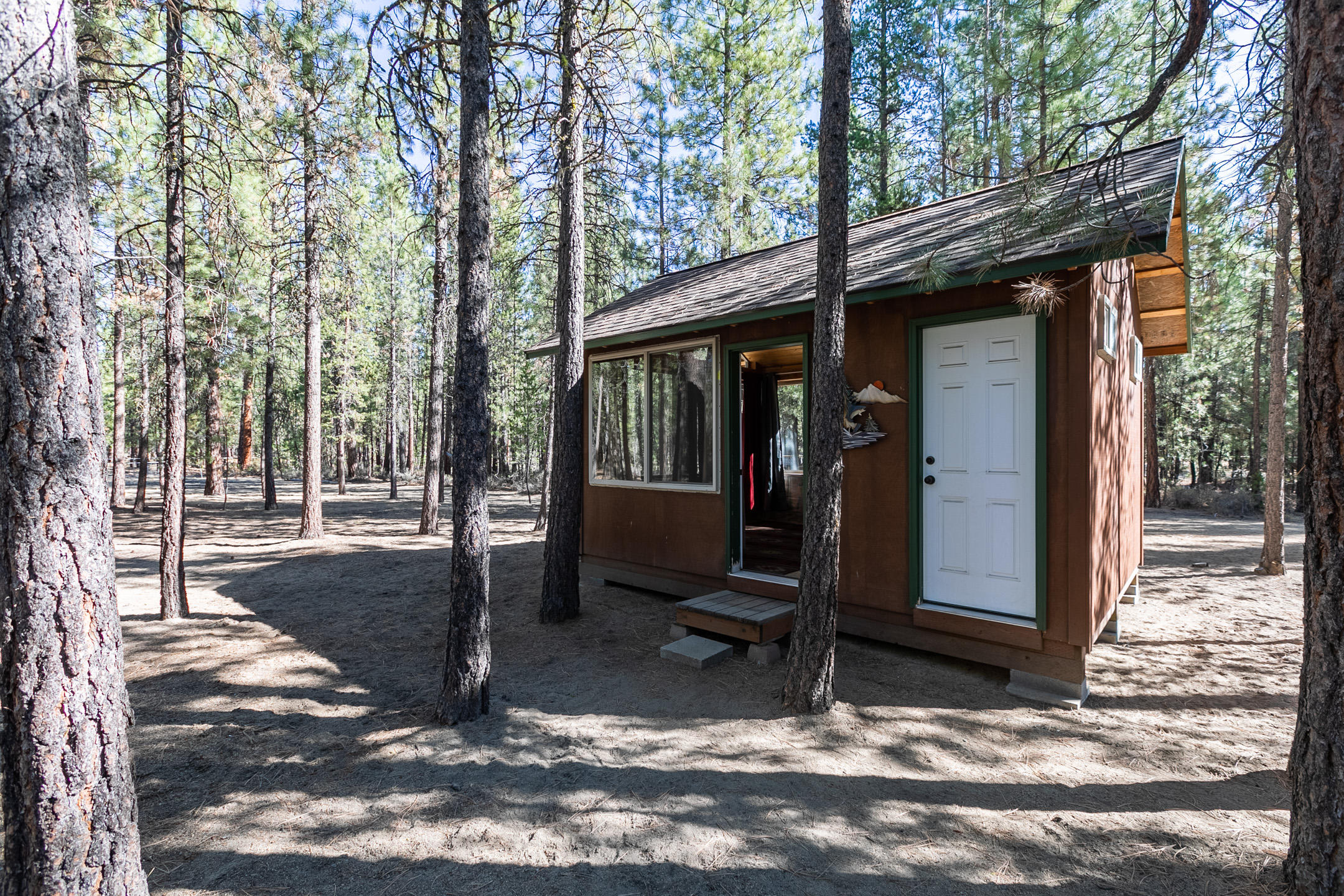 Ponderosa Pines - Land