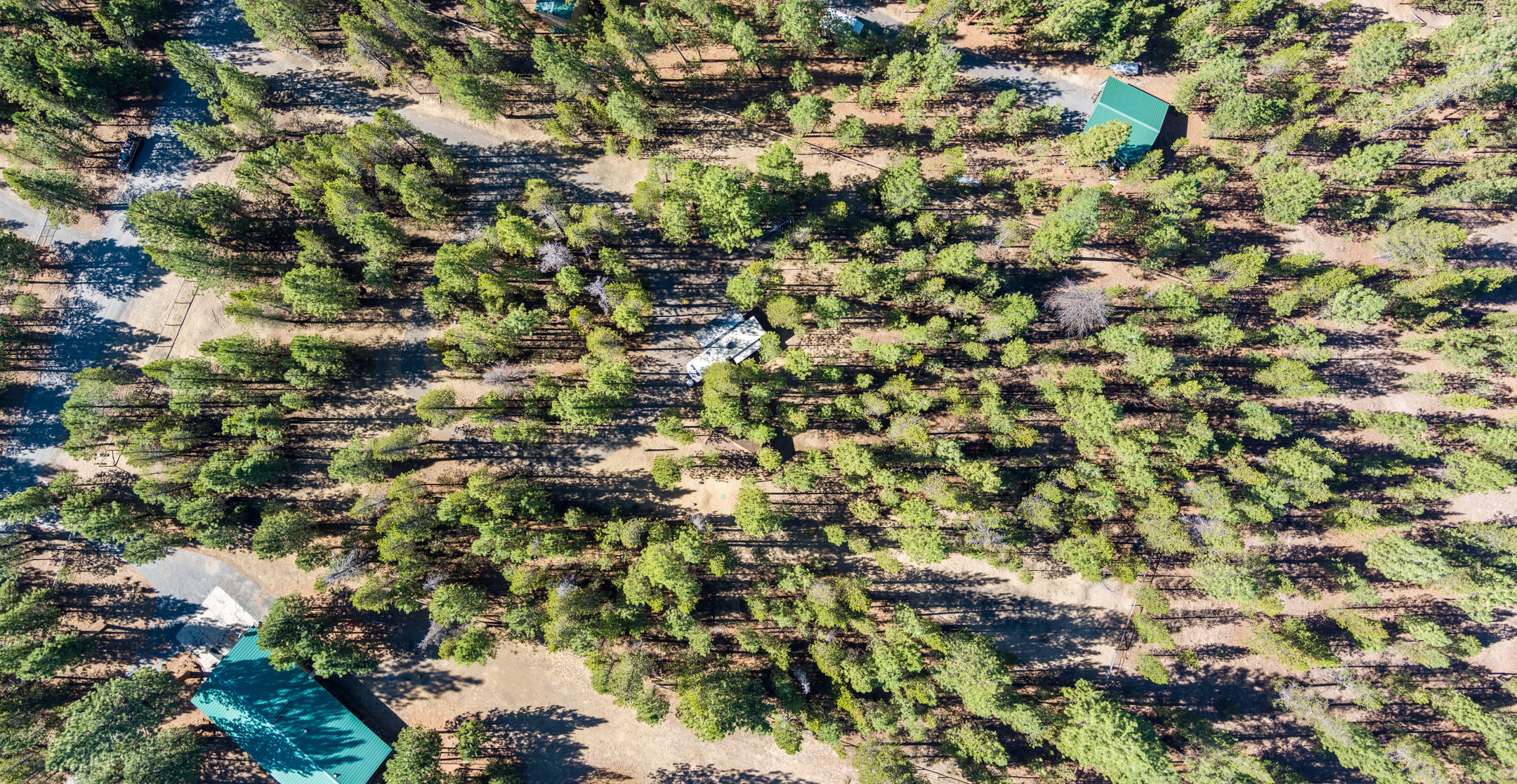 Ponderosa Pines - Land