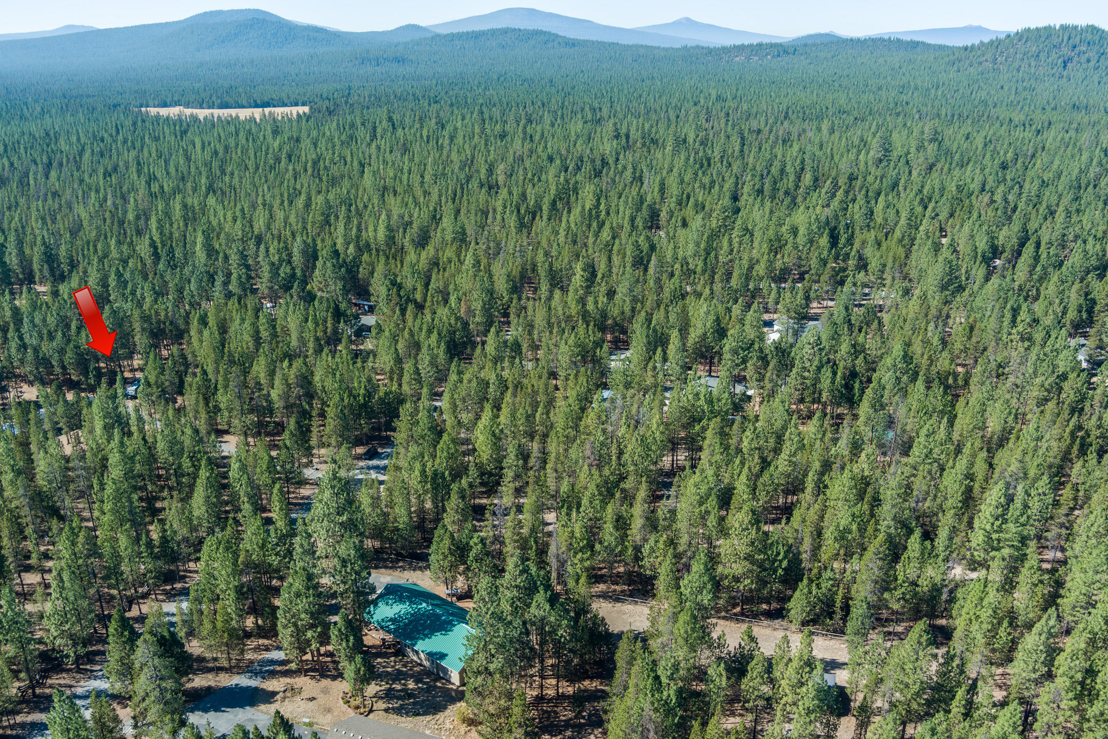 Ponderosa Pines - Land