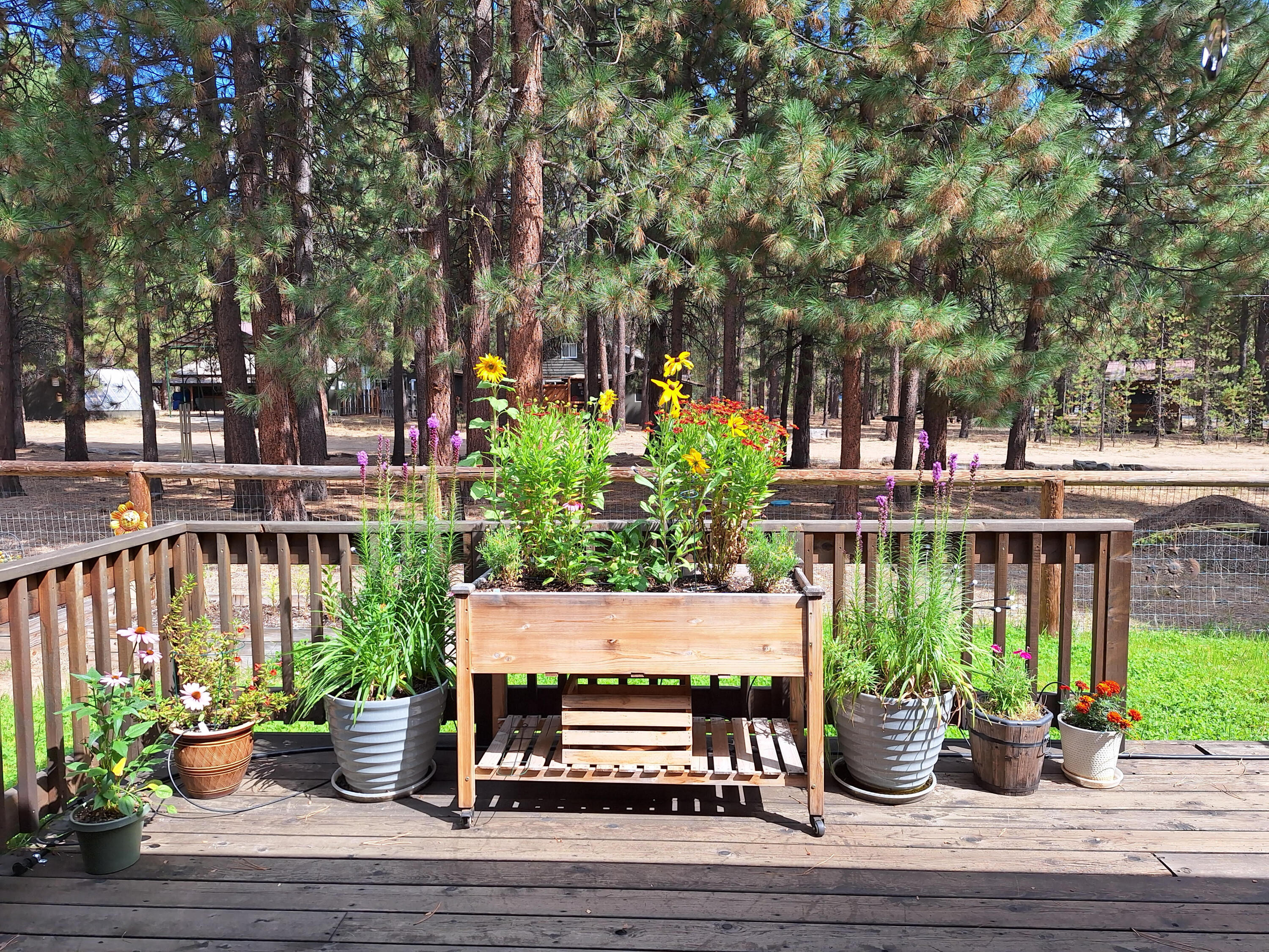 Ponderosa Pines - Residential