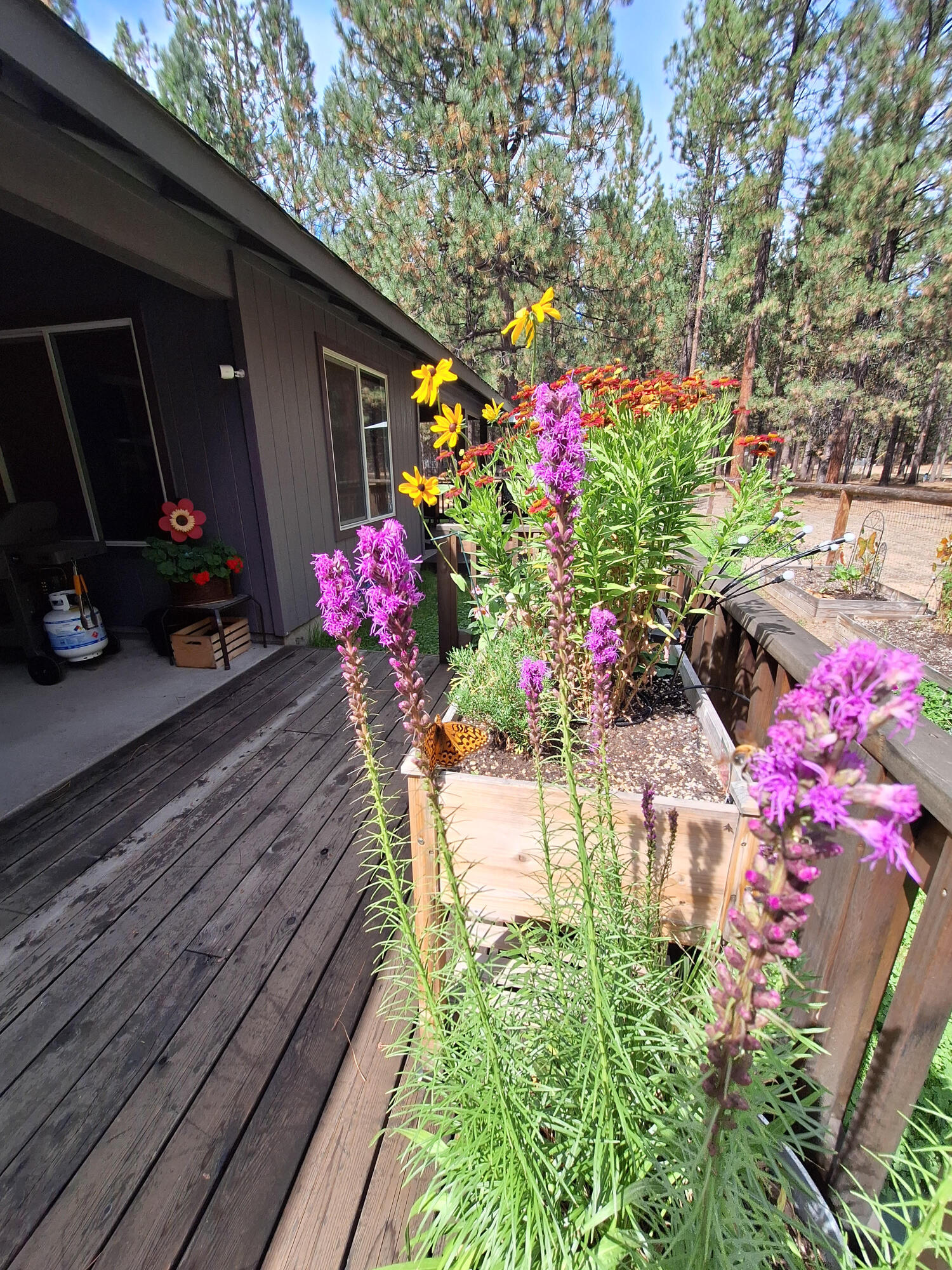 Ponderosa Pines - Residential