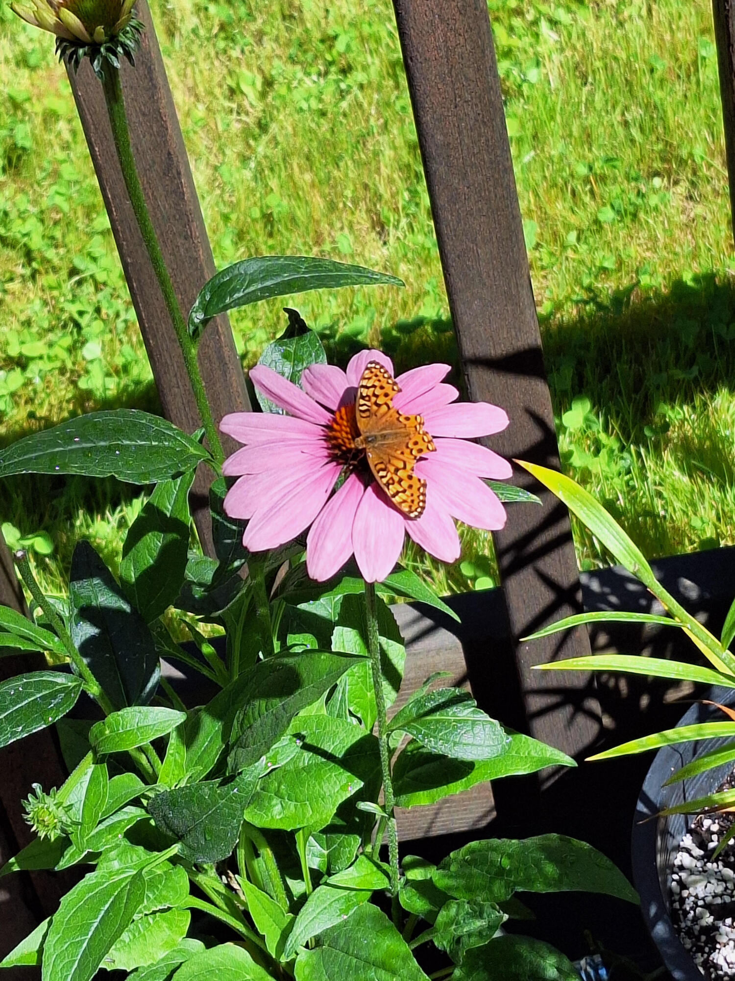 Ponderosa Pines - Residential