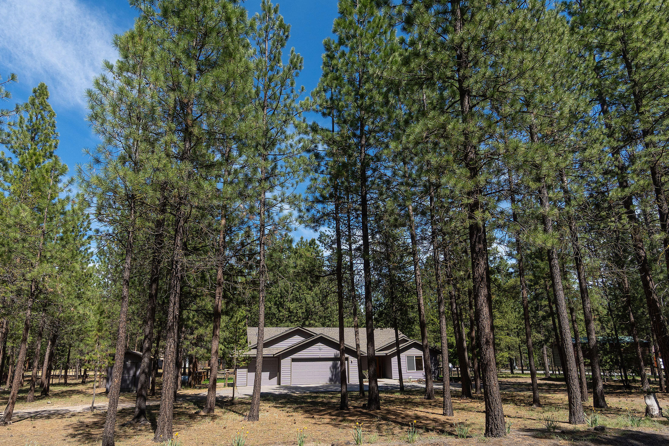 Ponderosa Pines - Residential