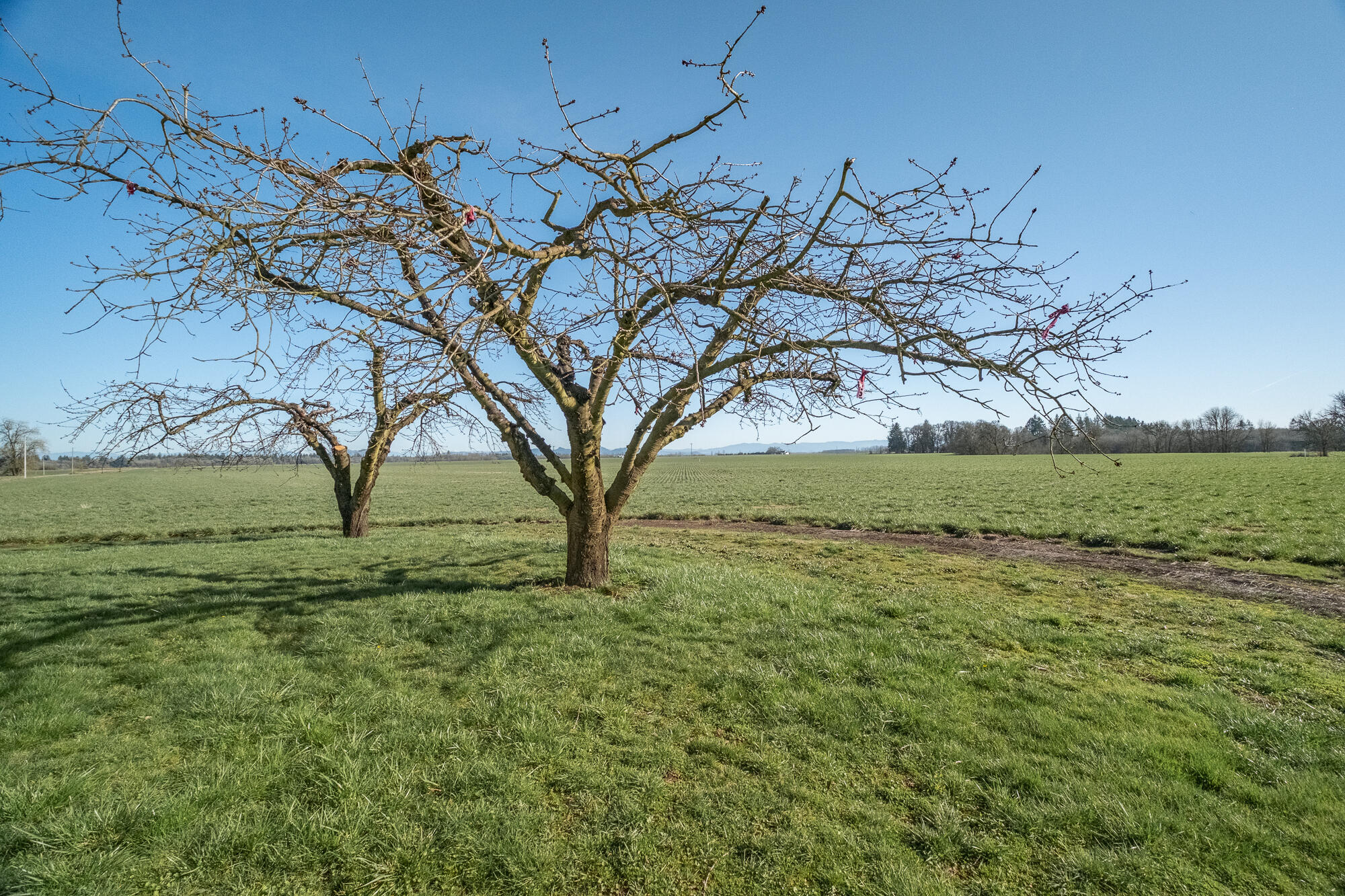 White Oaks Addition - Residential