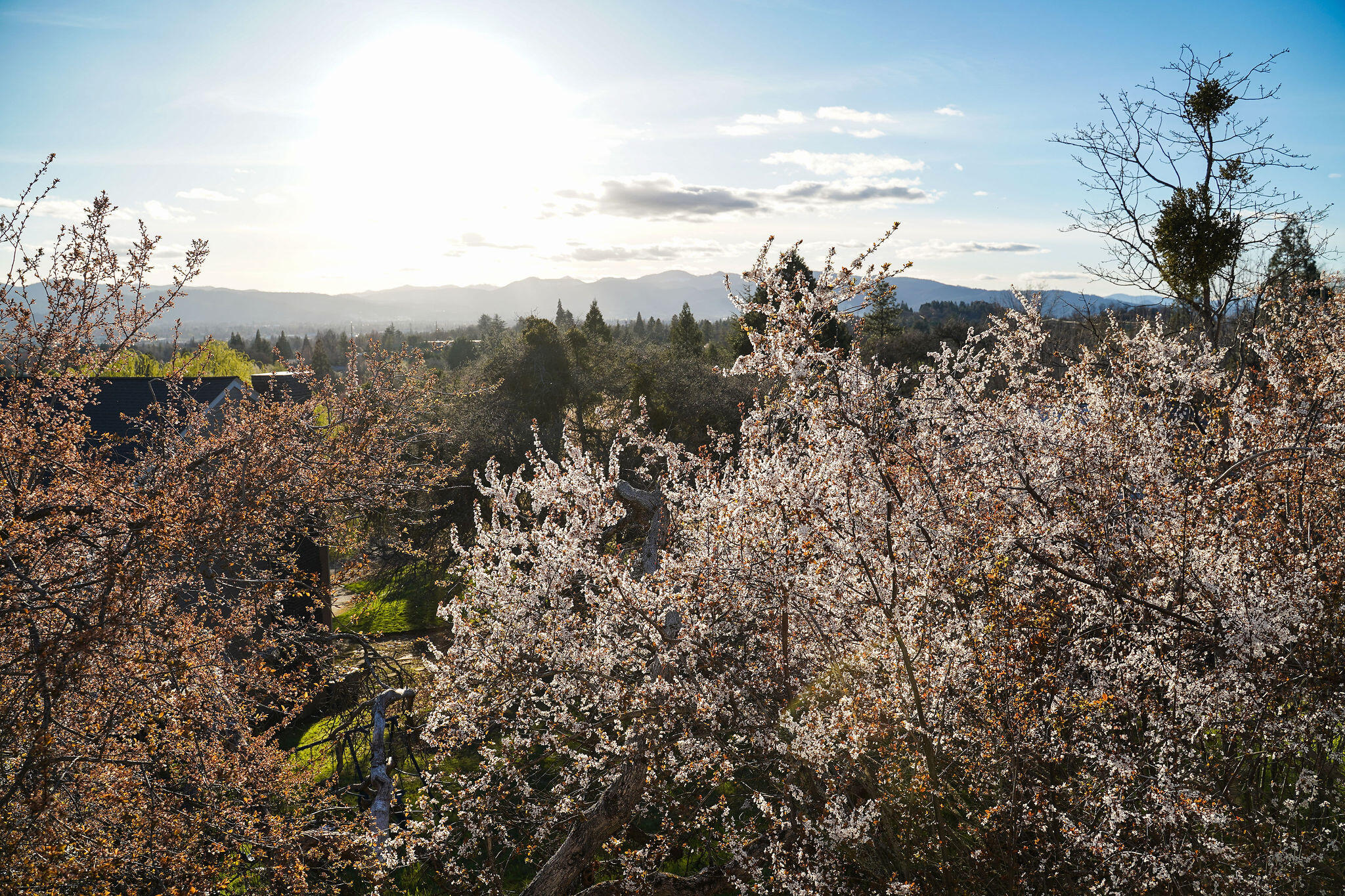Bel Air Heights - Residential