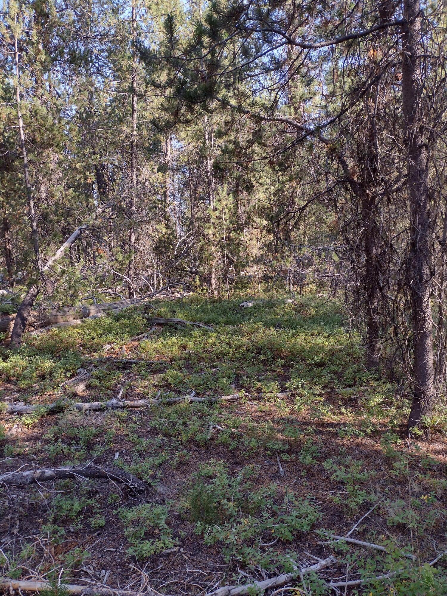 Mt. Scott Meadow - Land