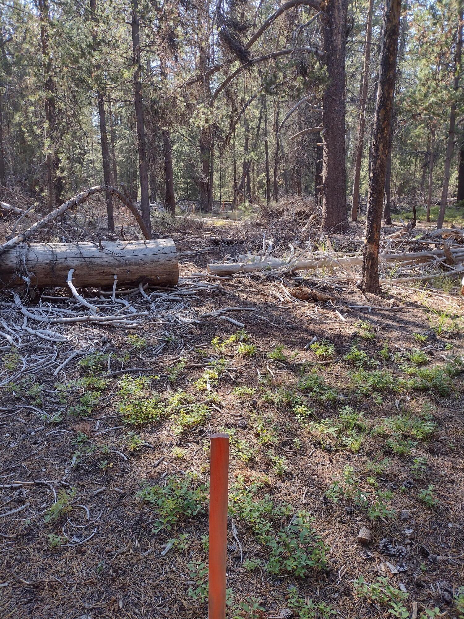 Mt. Scott Meadow - Land