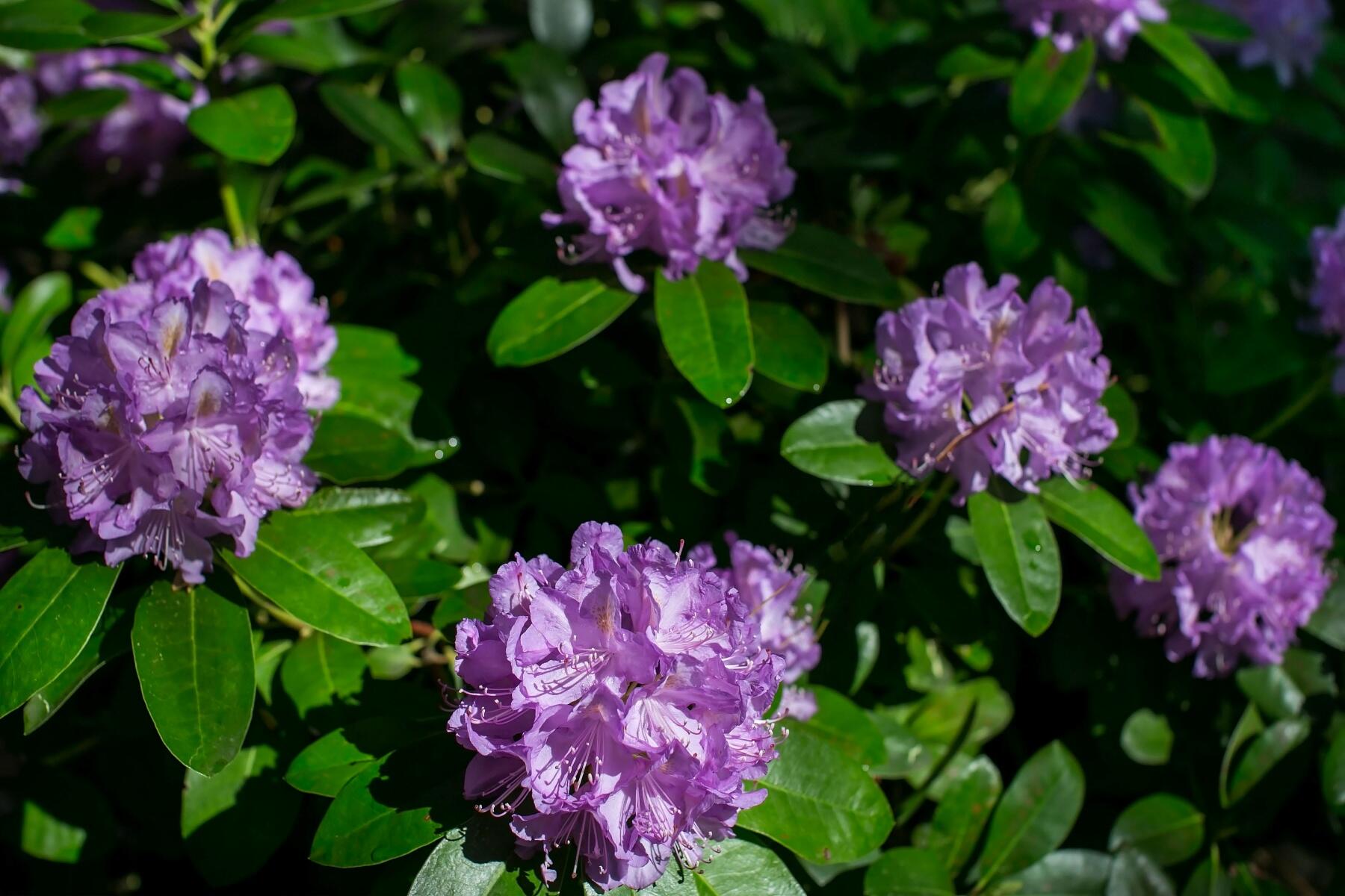 Glaze Meadow Homesite Section - Residential