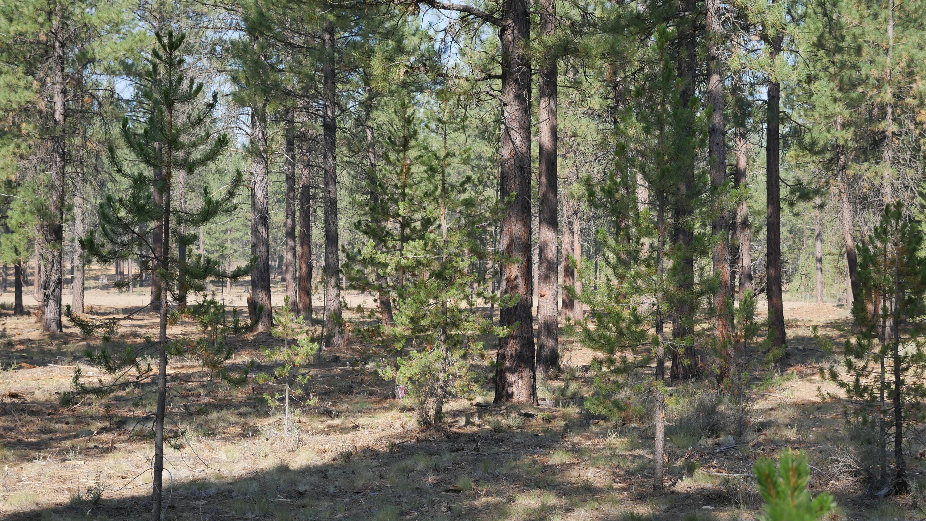 Caldera Springs - Land